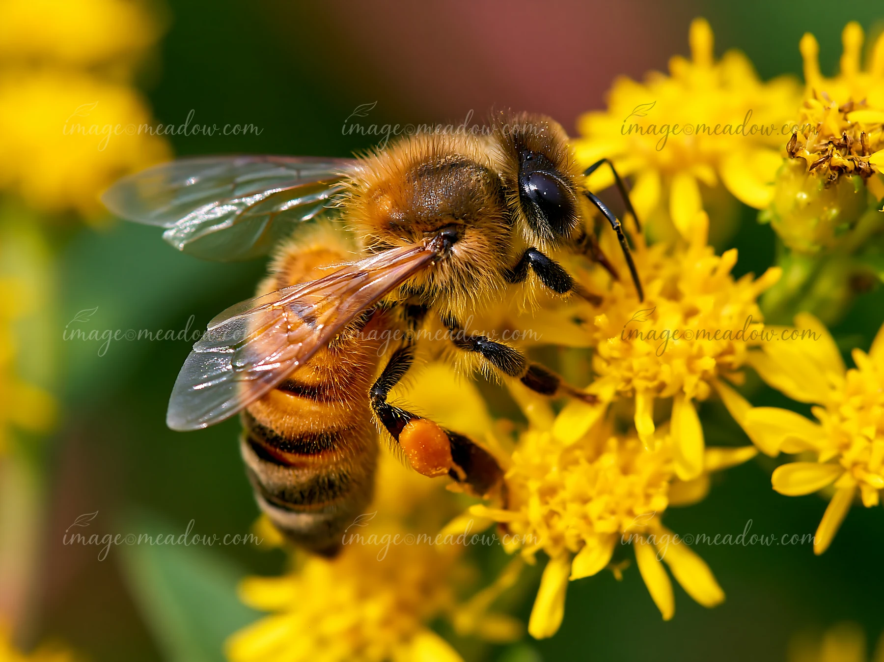 A honey bee collects pollen from a bright yellow flower in daylight.