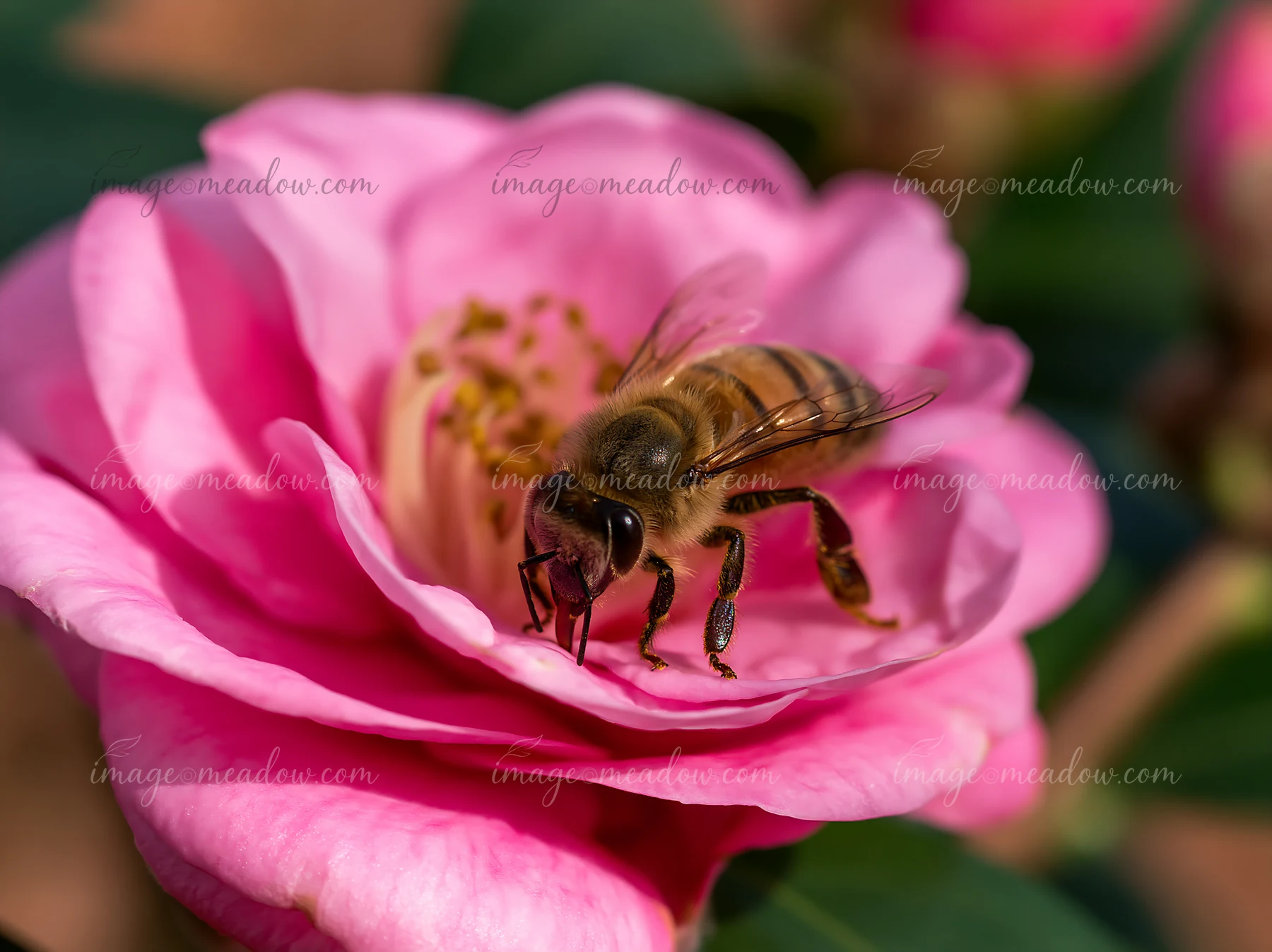 A honey bee crawling on petal collects nectar from a pink flower in a garden under natural light.