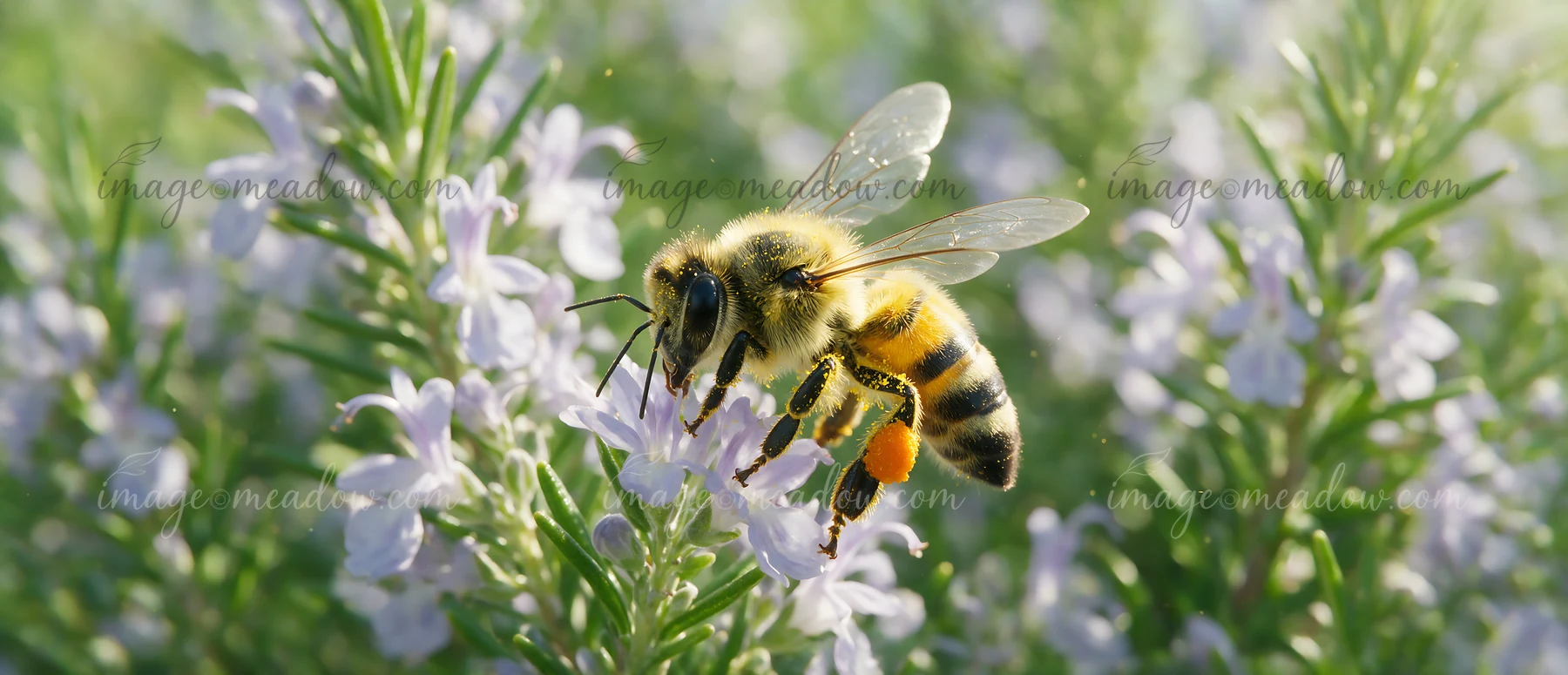 A honey bee on rosemary flower collects nectar during bright sunlight in a garden.