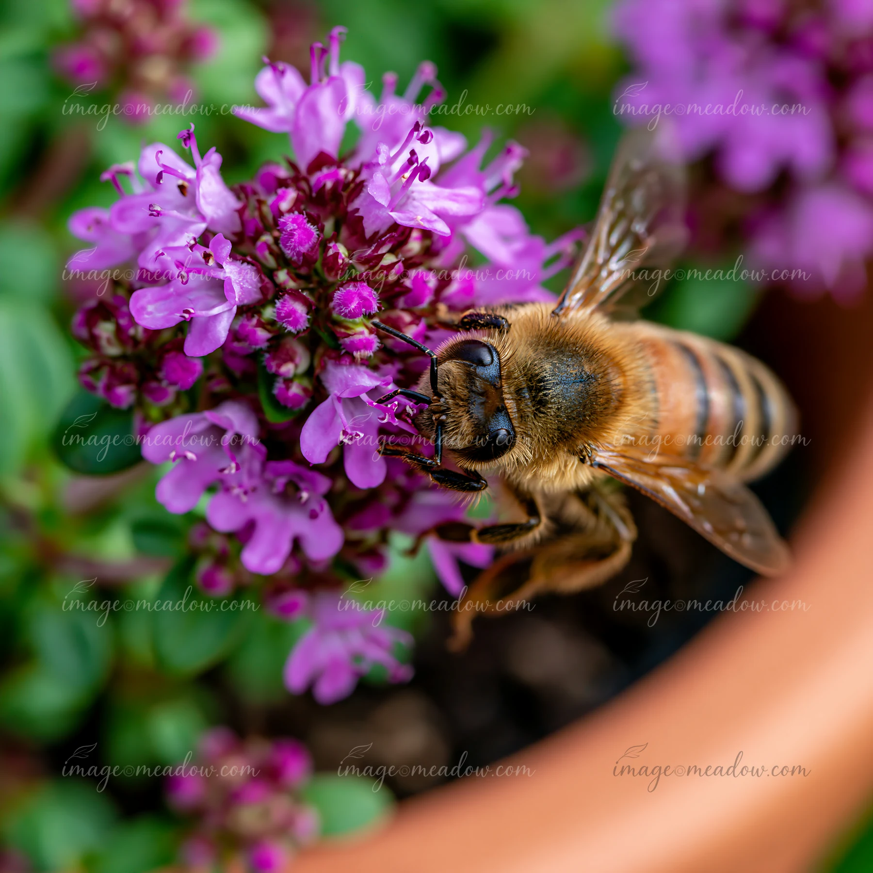 A honey bee on thyme flower gathers nectar in a garden setting.