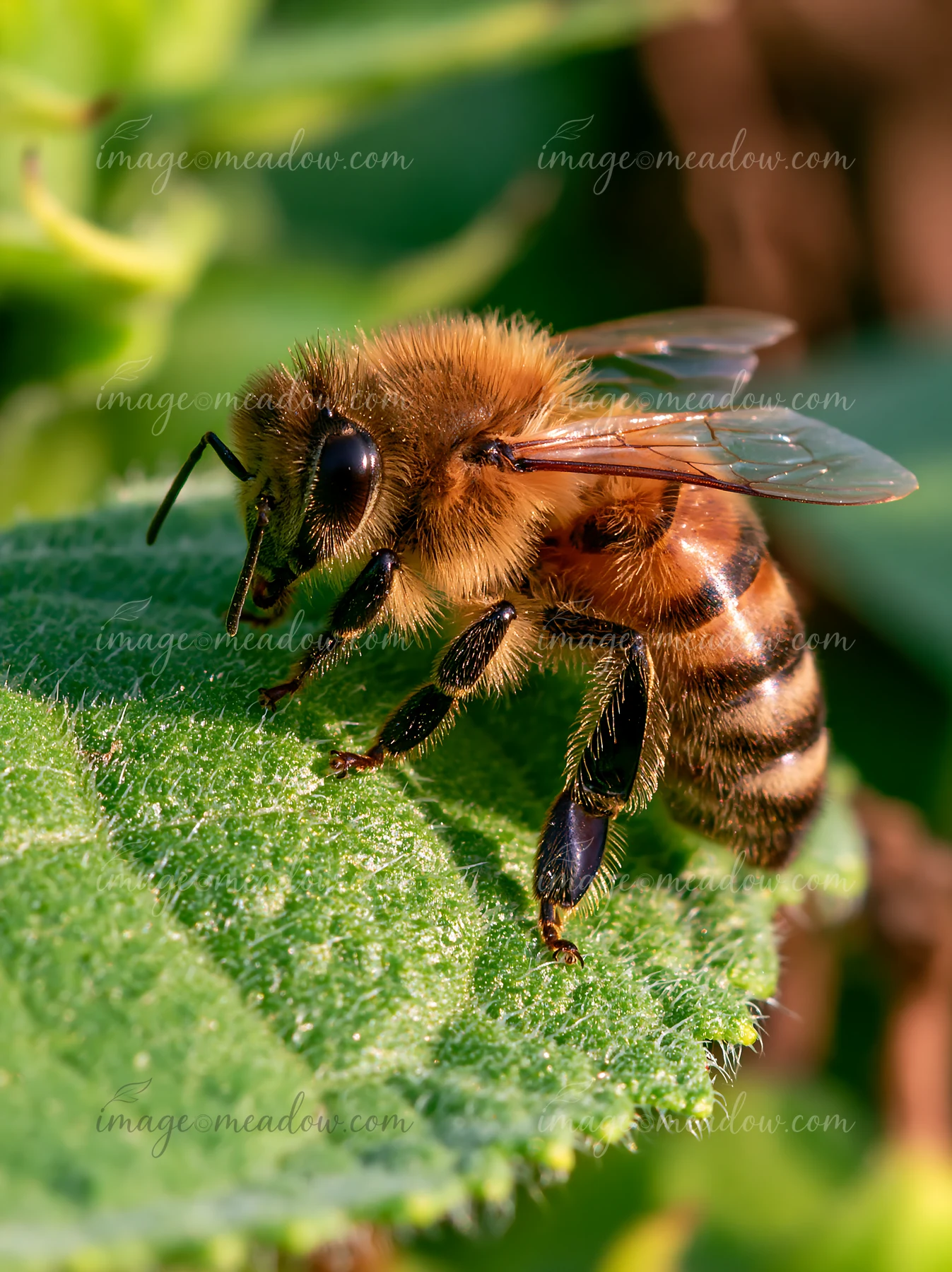 A honey bee resting on a green leaf shows its detailed features.