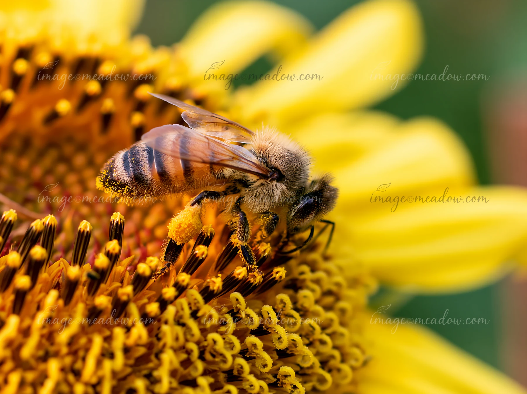 A honey bee with full pollen sacs gathers nectar from bright sunflower petals in a natural setting.