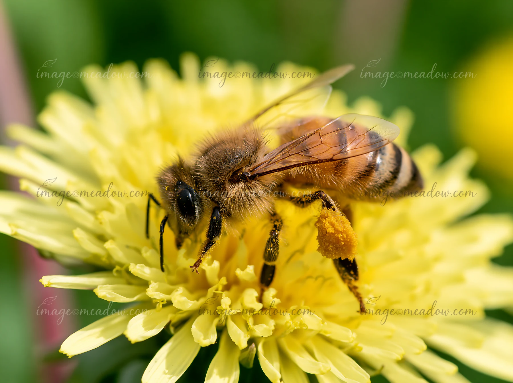 A honey bee with full pollen sacs is feeding on a dandelion in a garden.
