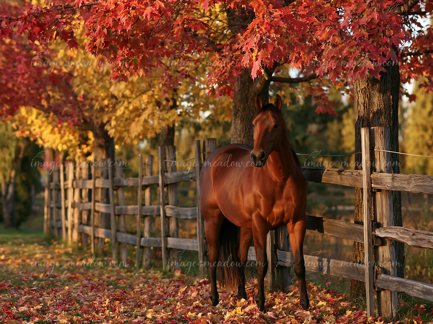 A horse stands beside a wooden fence in a field surrounded by vibrant autumn trees.
