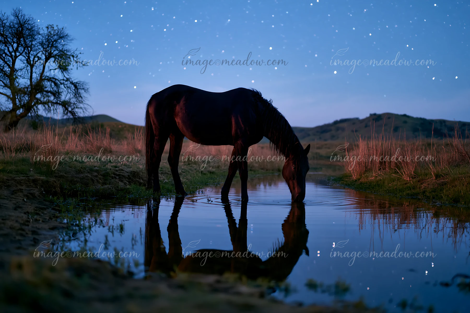 A horse stands by a calm water source, drinking under a sky filled with stars.