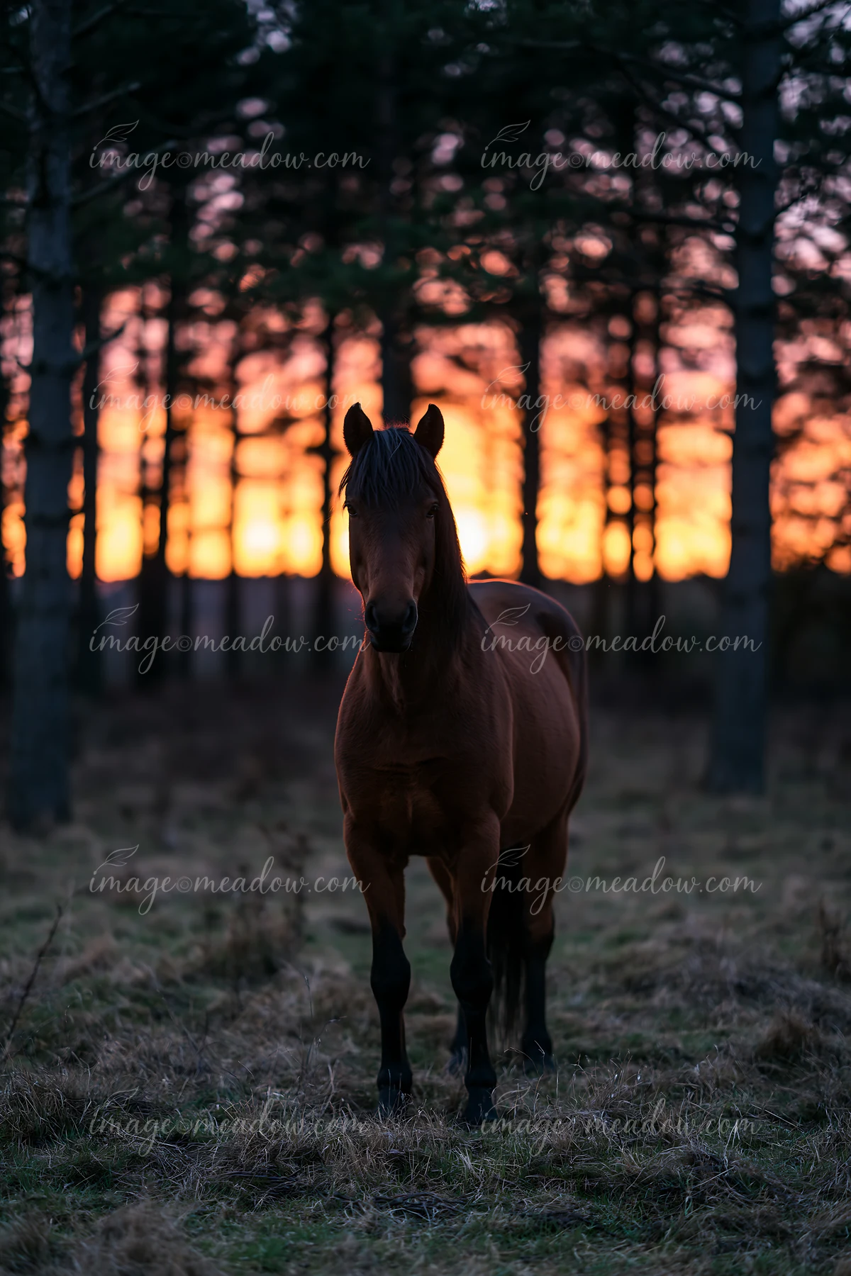 A horse stands tall against a vibrant sunset in a forest.