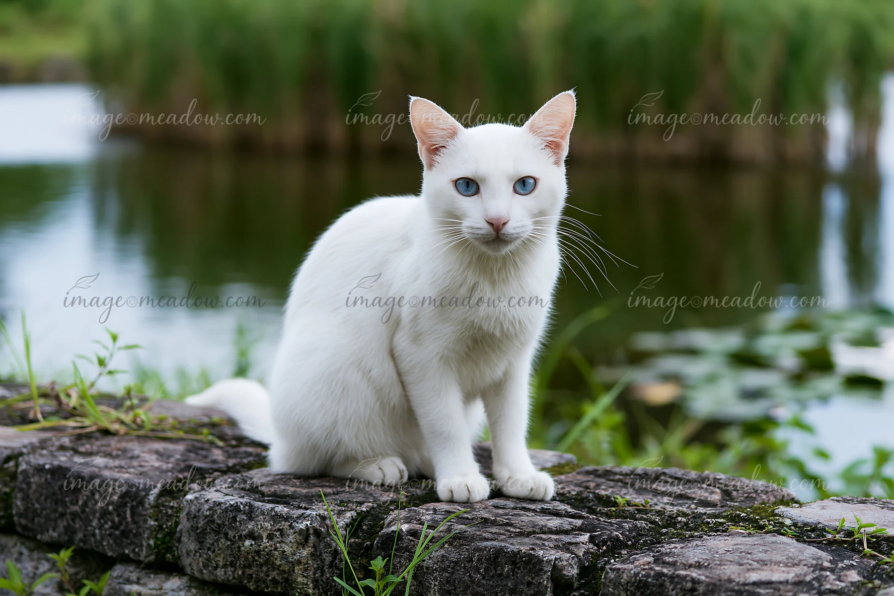 A Khao Manee cat sits on a stone wall beside a pond, surrounded by green grass and reflections in the water.