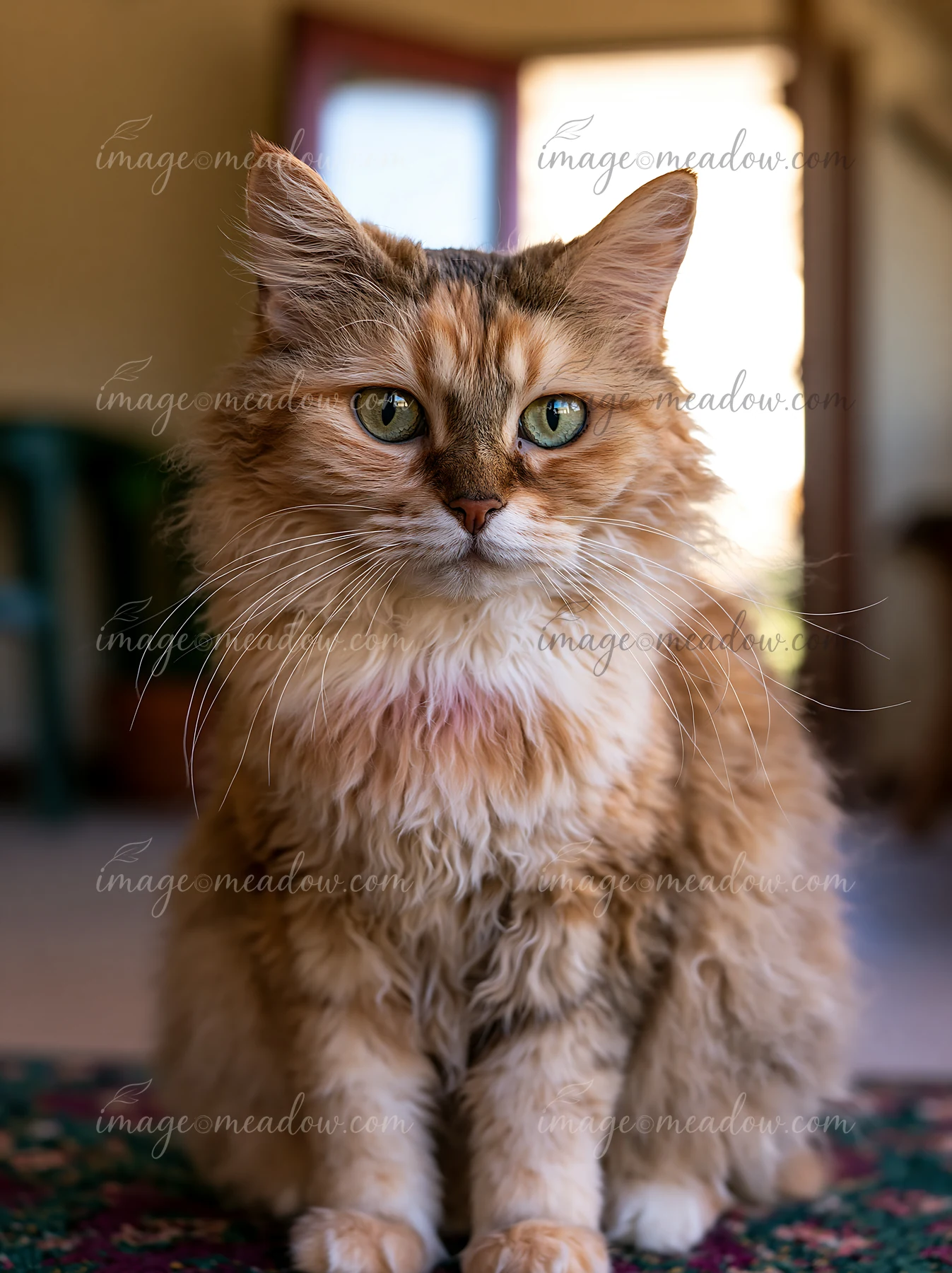 A LaPerm cat close up shows its unique fur texture and curious expression.