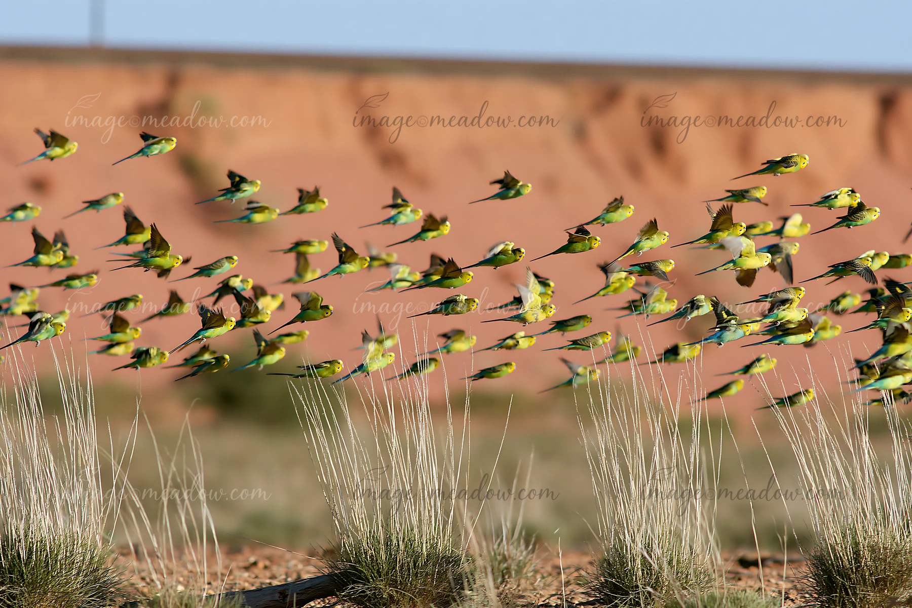 A large flock of green and yellow budgerigars flies over dry grass in an arid desert landscape.
