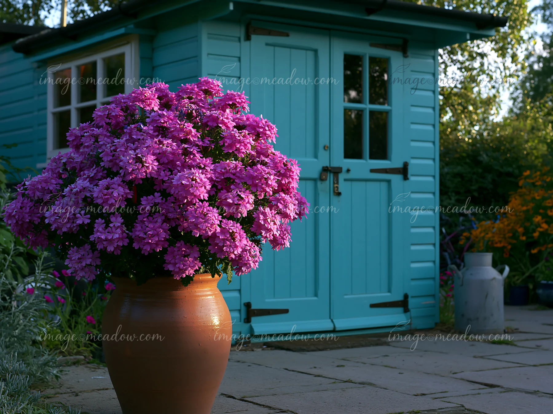 A large pot filled with vibrant purple flowers stands near a blue garden shed in a backyard.