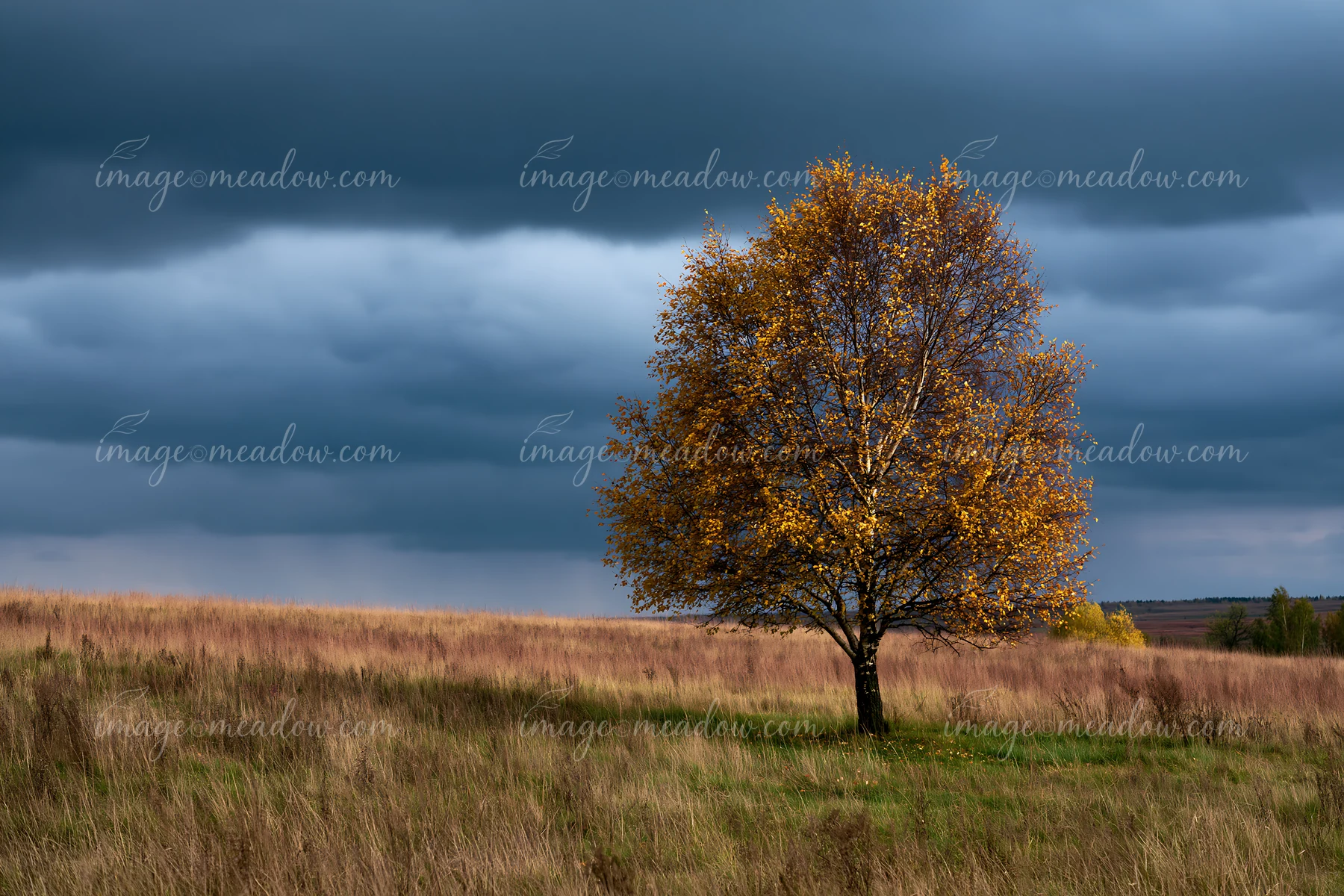 A large tree with yellow leaves stands alone in a grassy meadow under dramatic clouds.