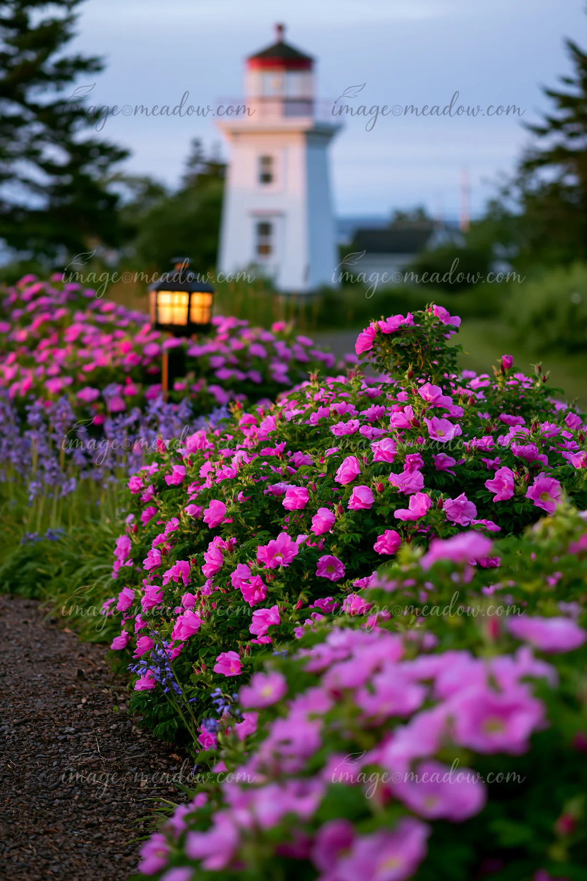 A lighthouse stands in the background with vibrant wildflowers in bloom in the foreground.