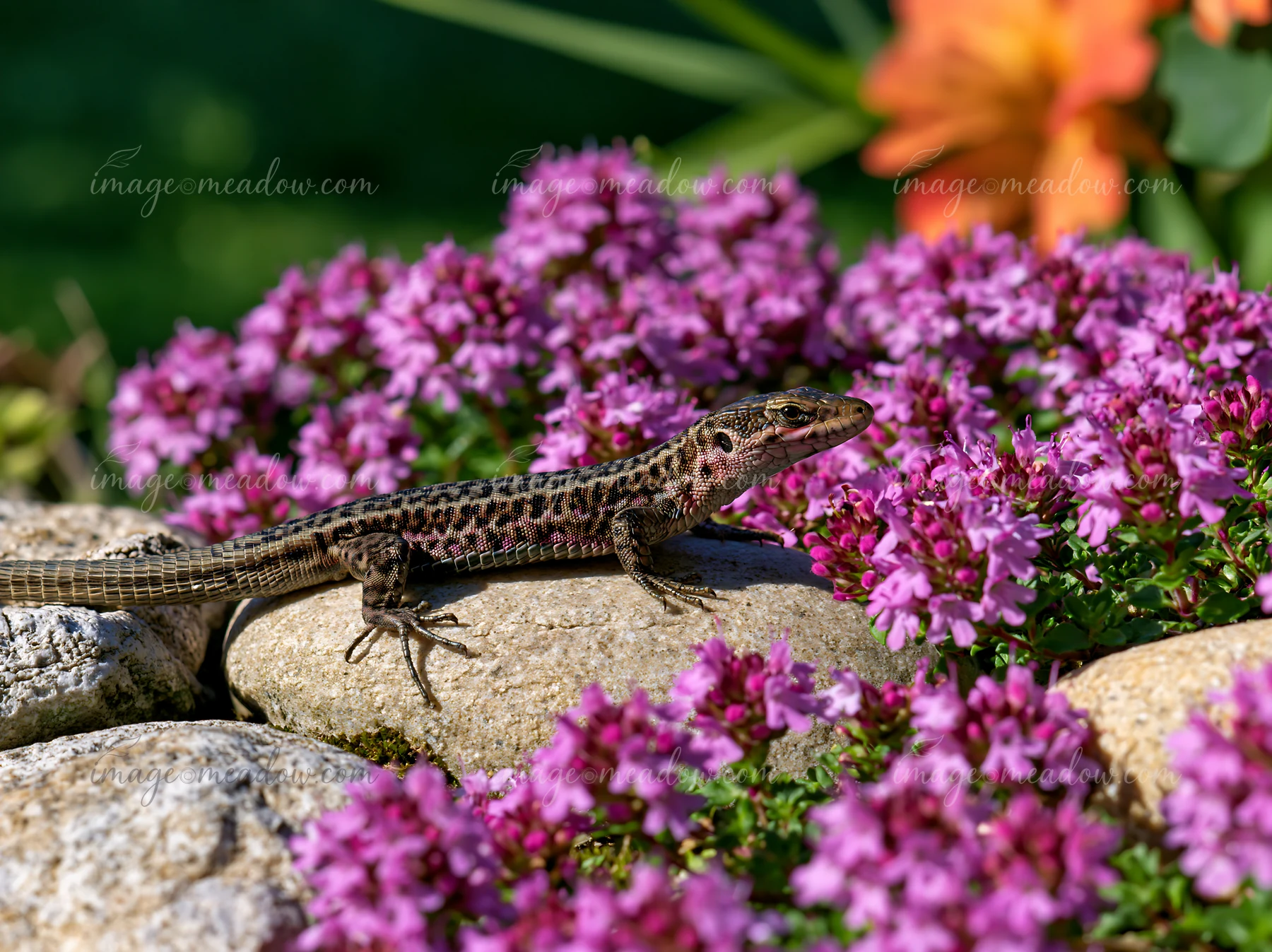 A lizard crawls on smooth stones while thyme flowers grow in clusters around it, creating a natural scene.
