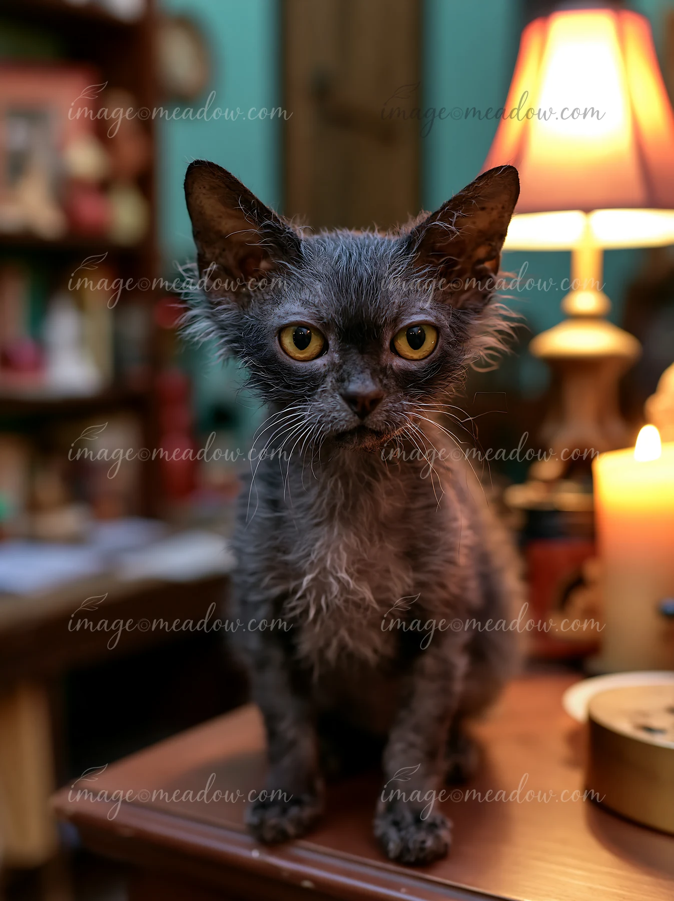 A Lykoi cat poses on a wooden table surrounded by soft lighting and home decor.