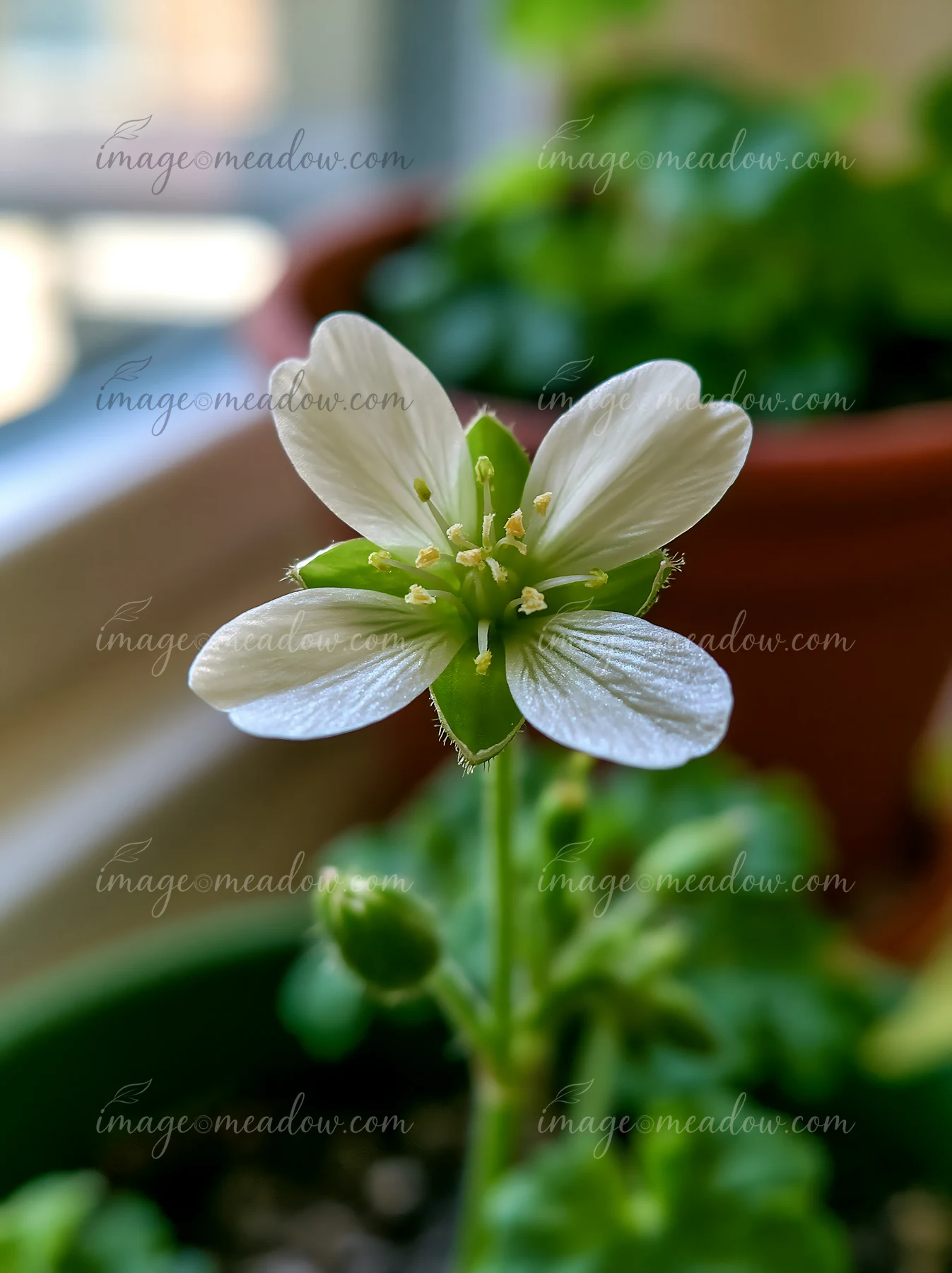 A macro photographer photographing a flower in a garden.