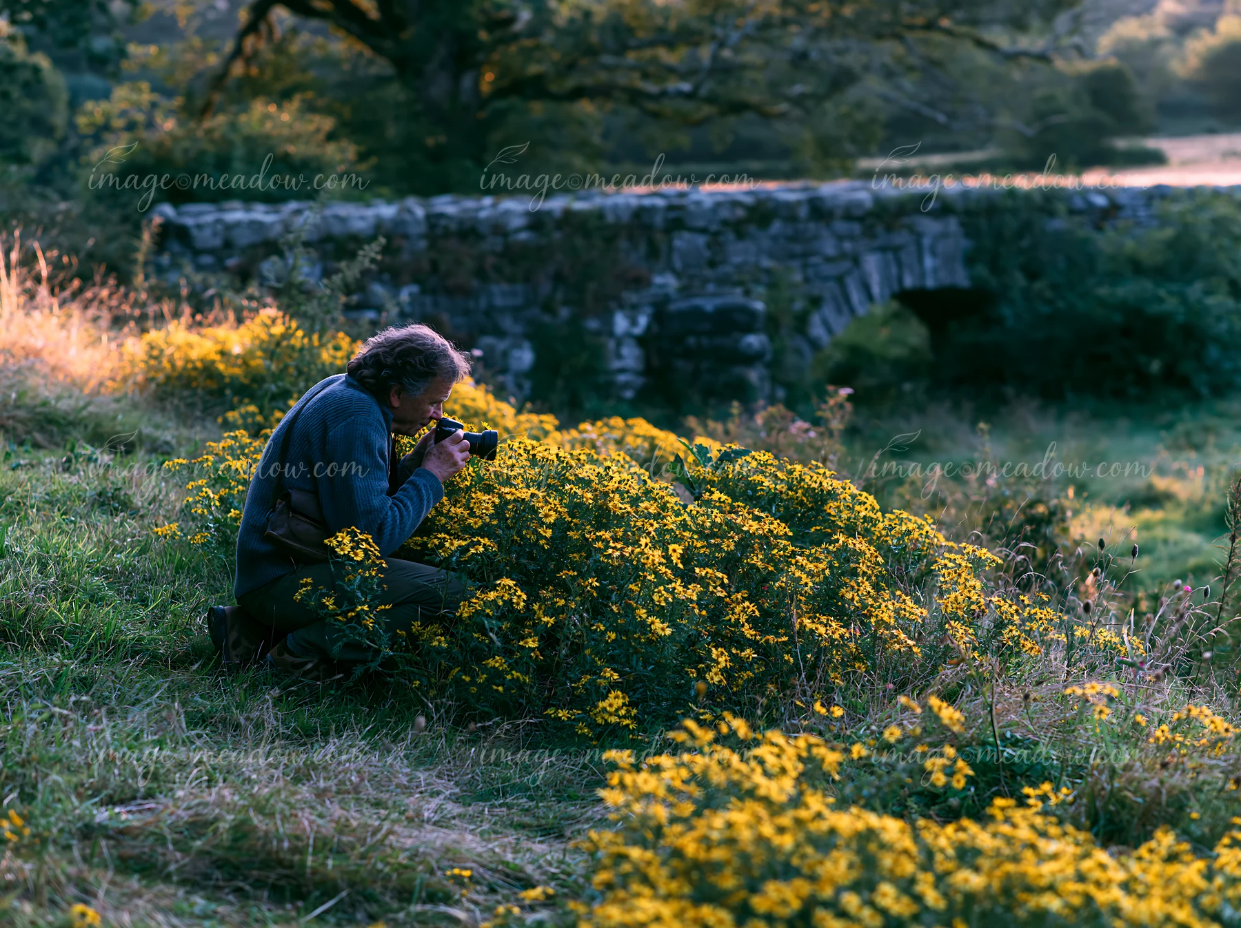 A man is kneeling in a meadow filled with yellow flowers, capturing their beauty with a camera.