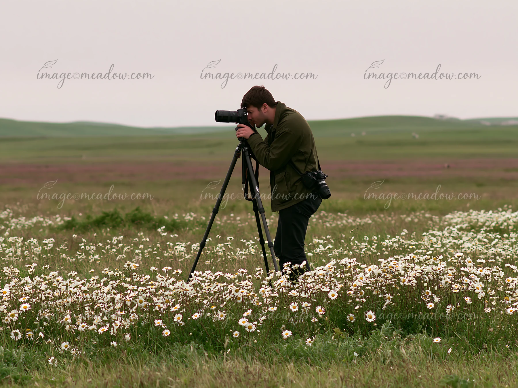 A man photographing meadow flowers stands in a grassy field surrounded by daisies.