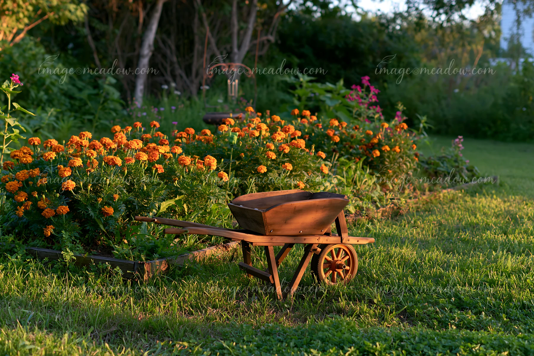 A marigold flower bed features vibrant orange blooms alongside a wooden wheelbarrow in a garden setting, with greenery and other flowers creating a lively atmos