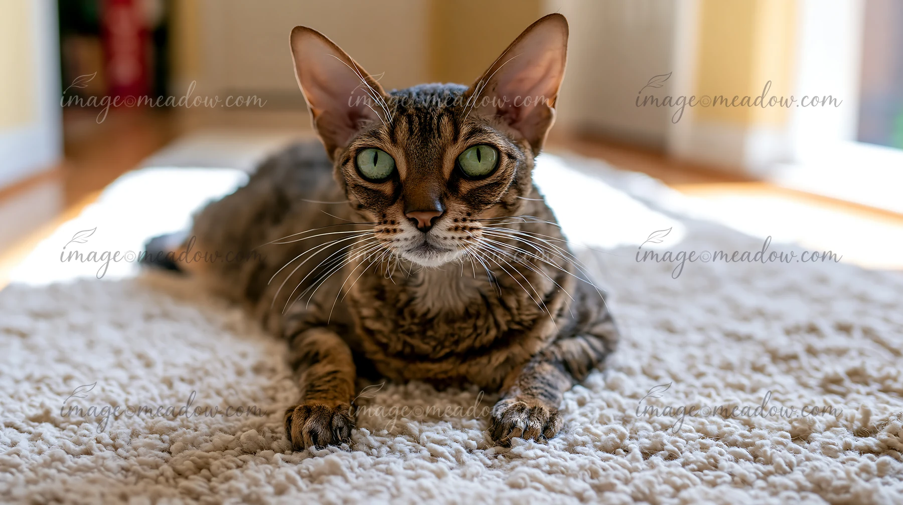 A Minskin cat lies on a textured rug in a well-lit room, staring directly at the camera.