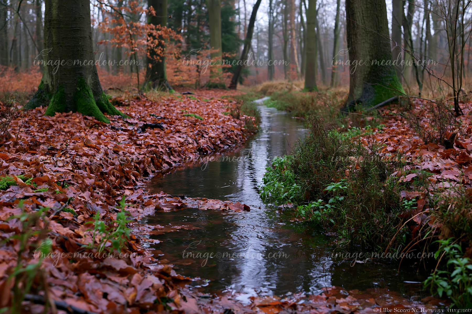 A narrow watercourse flows through a woodland area covered in fallen leaves and wet ground.