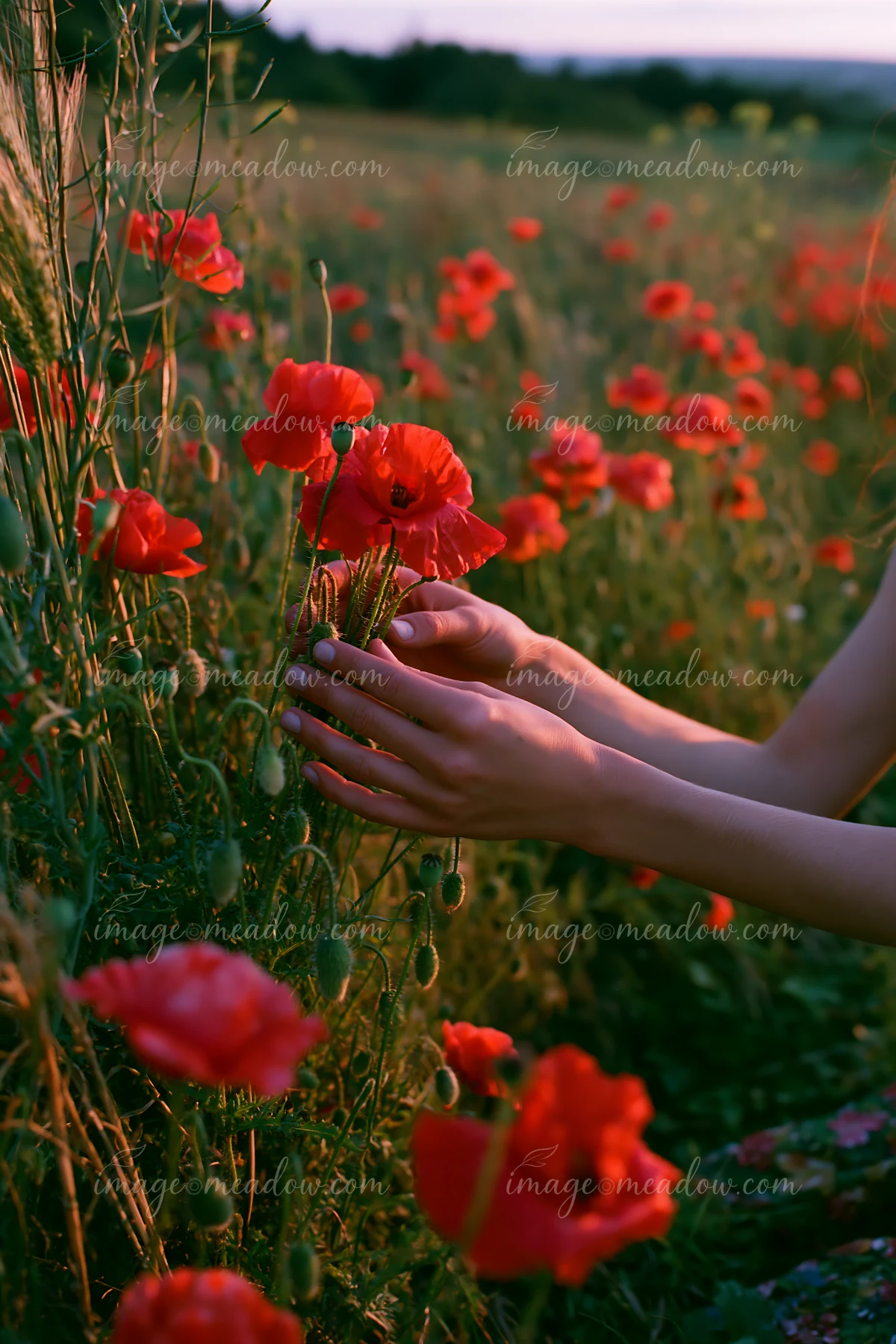 A person gathers wild meadow flowers in a field filled with vibrant red poppies during sunset.