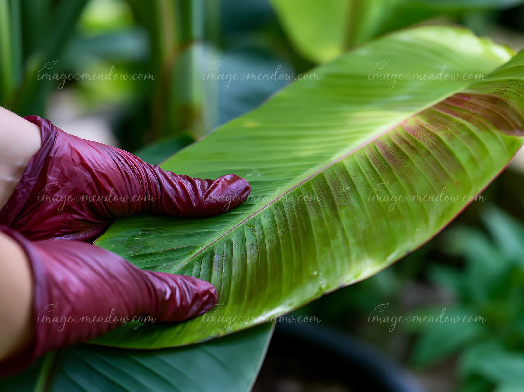 A person wearing gloves gently handles a large green leaf in a greenhouse filled with lush plants.