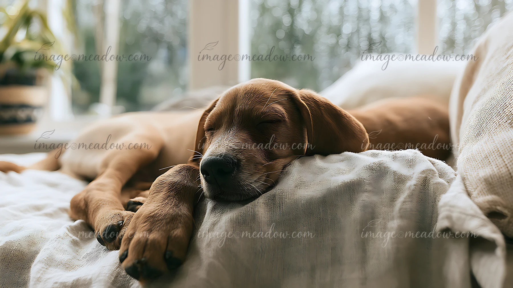 A puppy sleeps soundly on a soft linen blanket by a window while rain falls outside.
