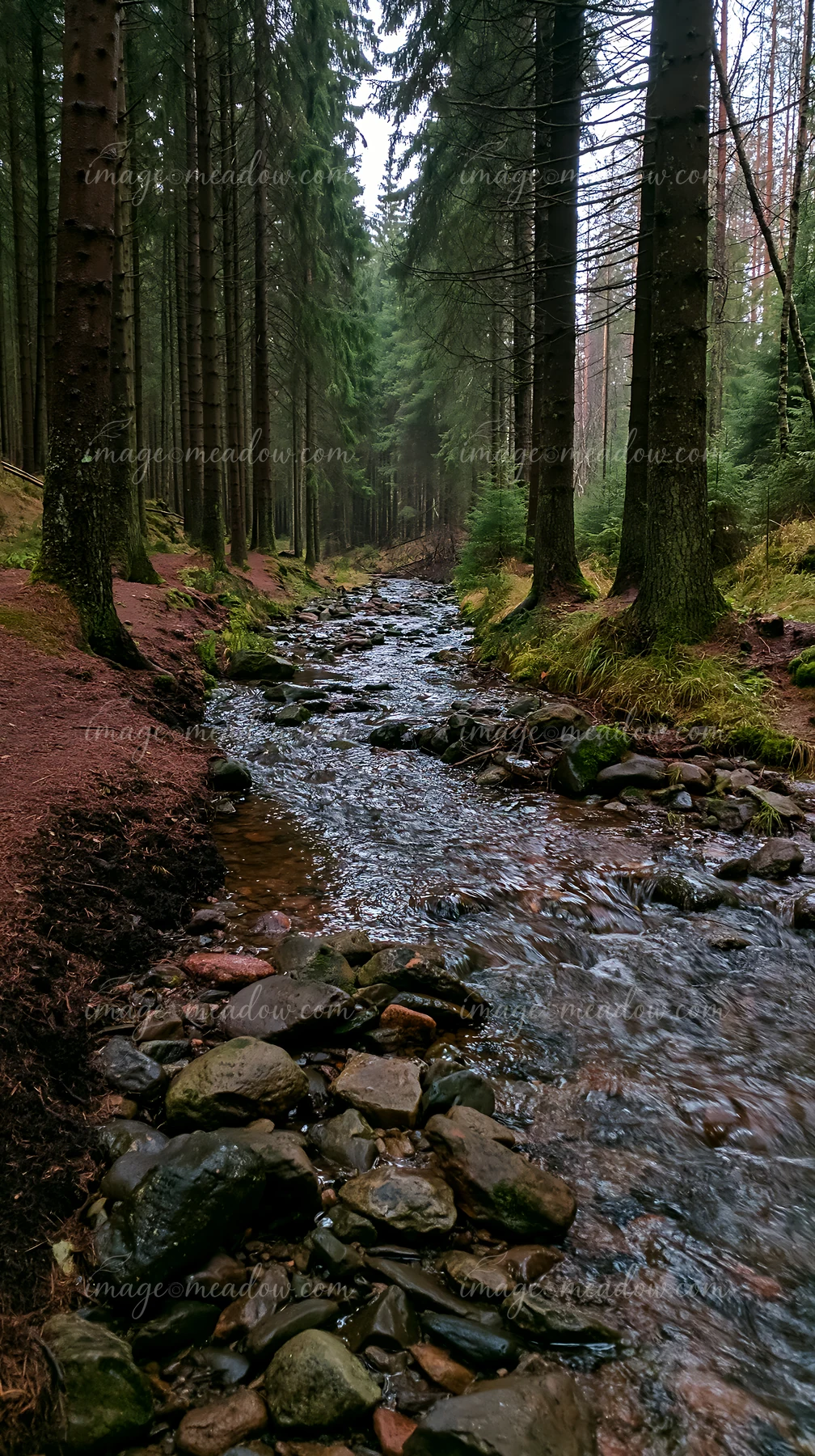 A quiet creek flows gently through a dense forest surrounded by tall trees and rocks.
