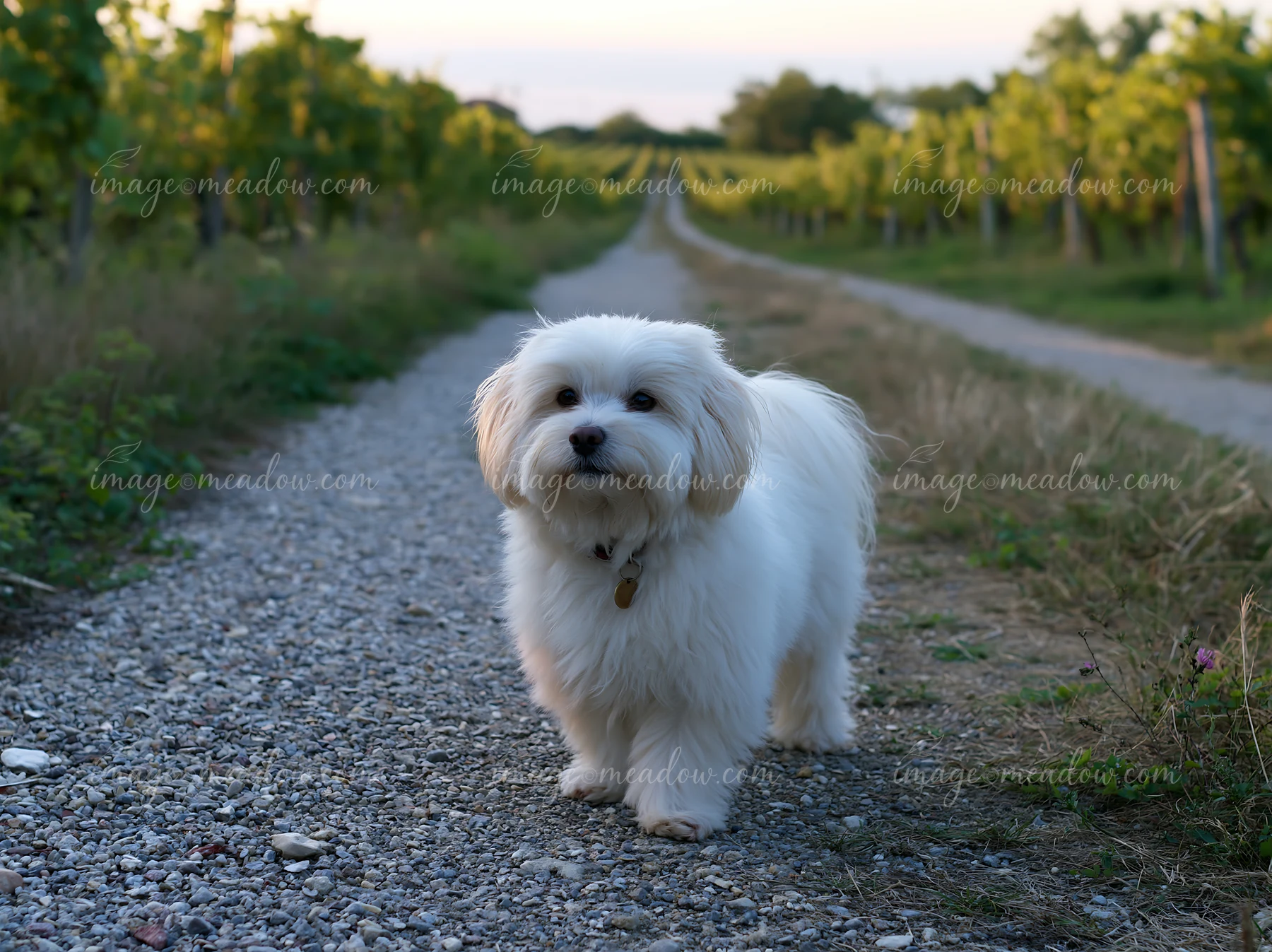 A rare dog breed on rural road walks along a gravel path lined by vineyards during sunset.