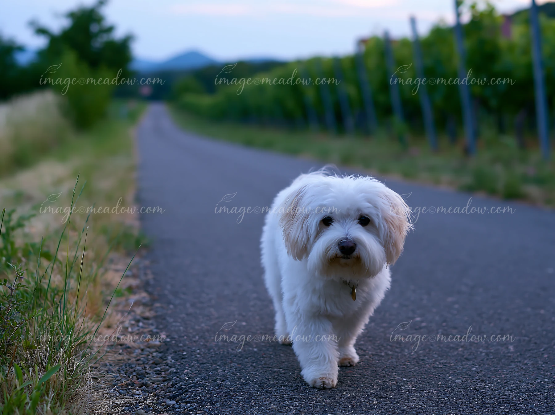A rare dog breed on rural road walks along a path surrounded by vineyards.
