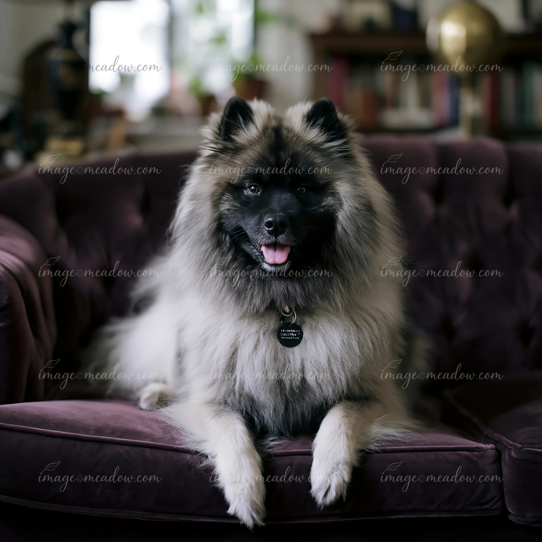 A rare dog breed on sofa at home, lounging comfortably with its paws crossed.