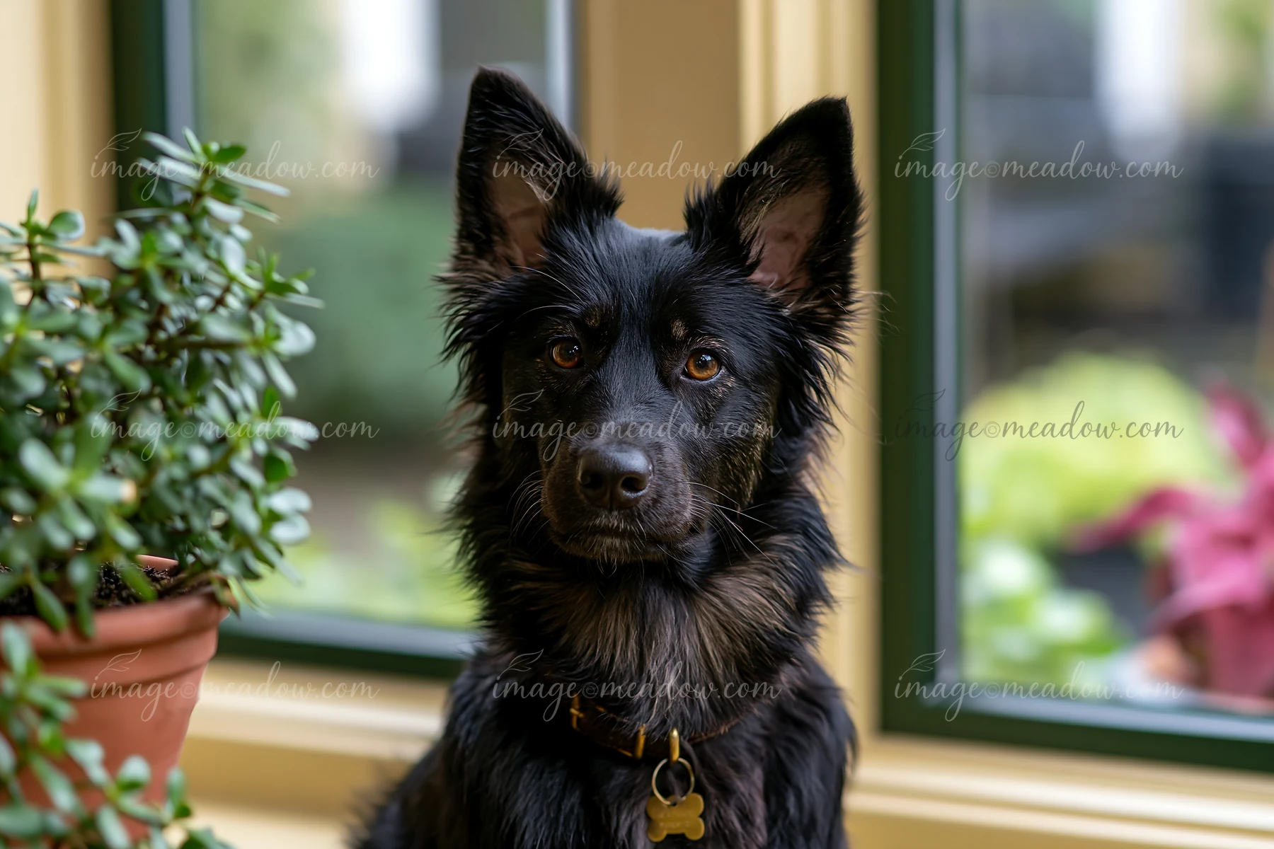 A rare dog breed sits calmly indoors near a window surrounded by green plants and flowers.