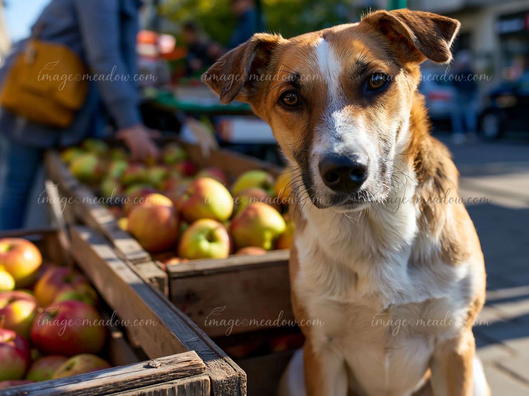 A rare dog breed sits in front of wooden crates filled with ripe apples at a farmers market.