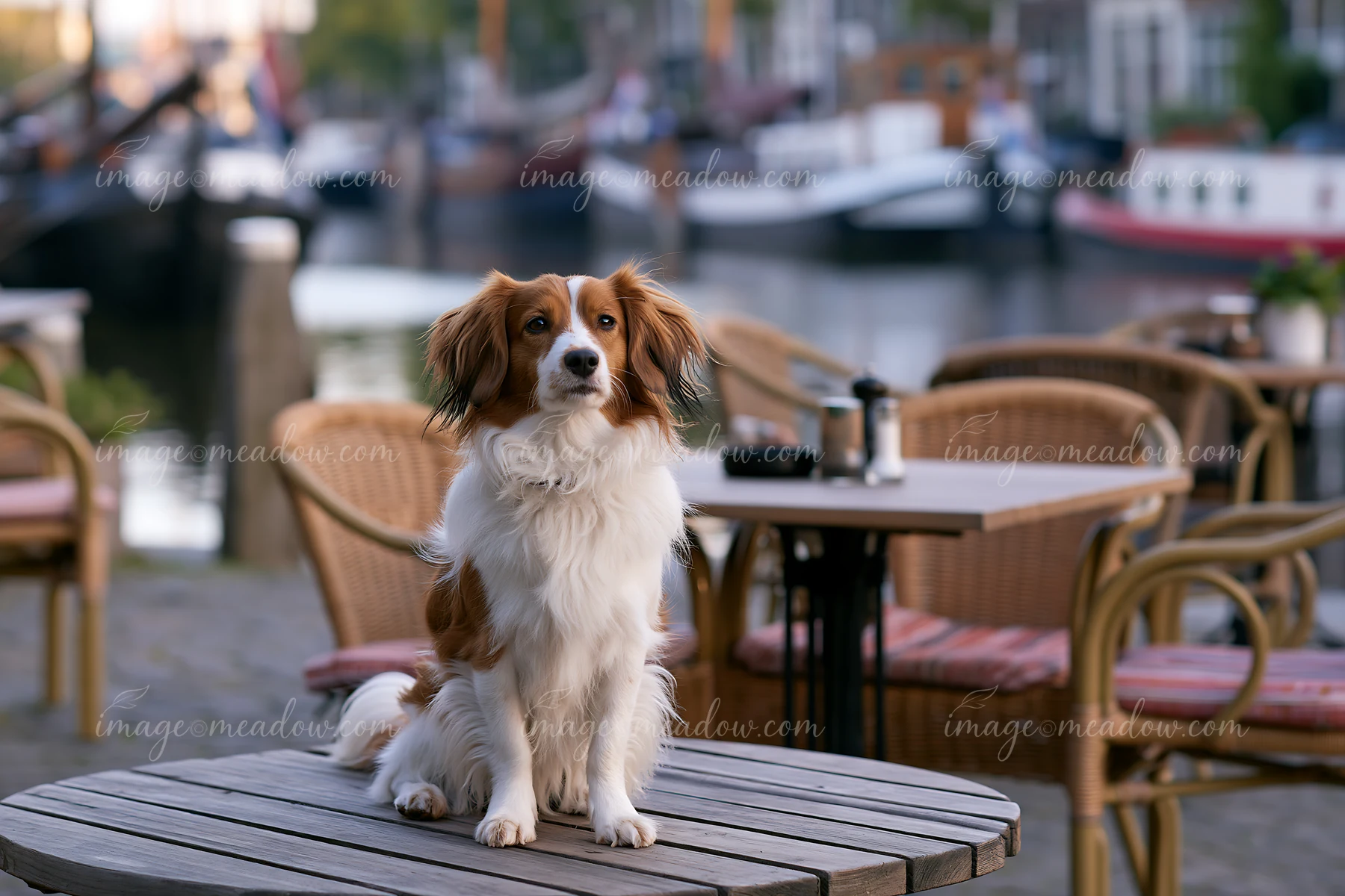 A rare dog breed sits on a table at an outdoor café next to a waterfront.