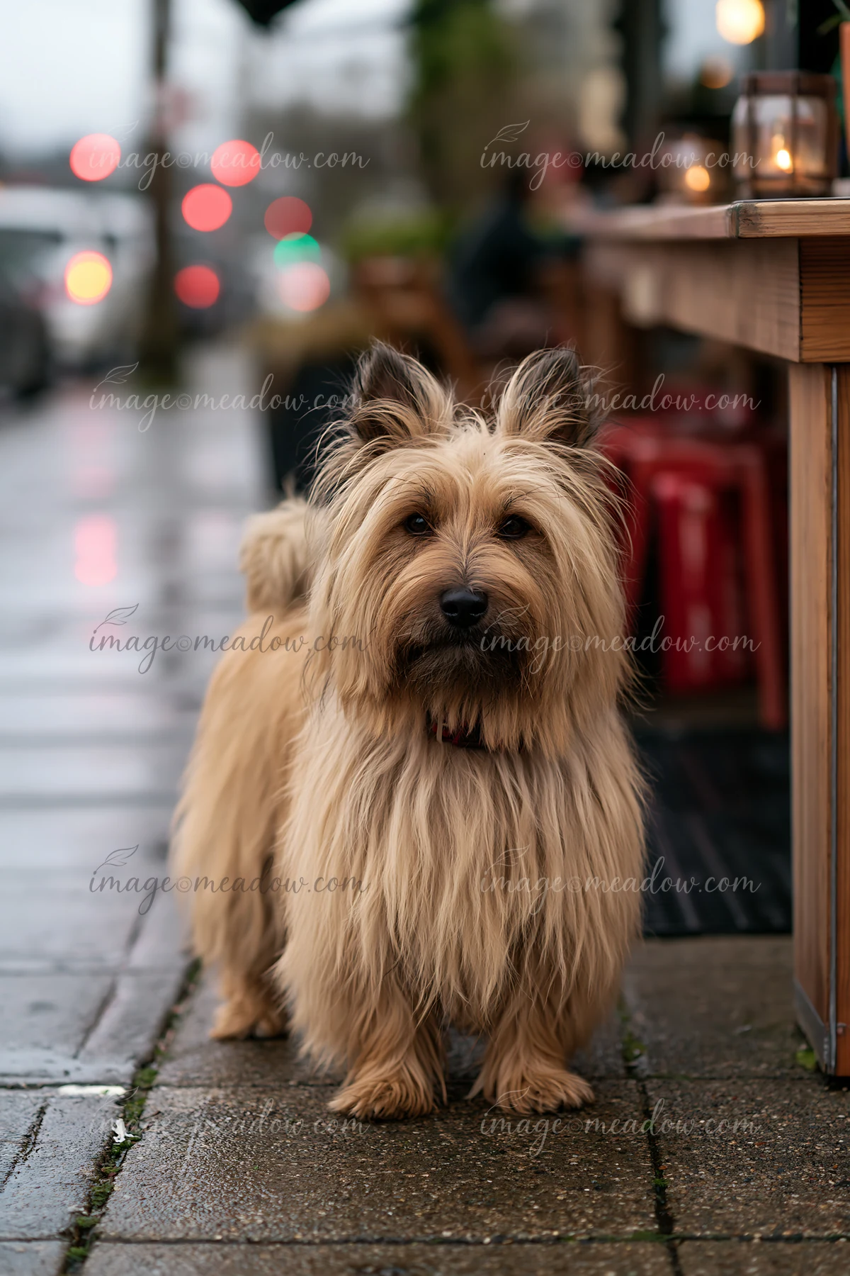A rare dog breed stands at an outdoor café on a rainy day.