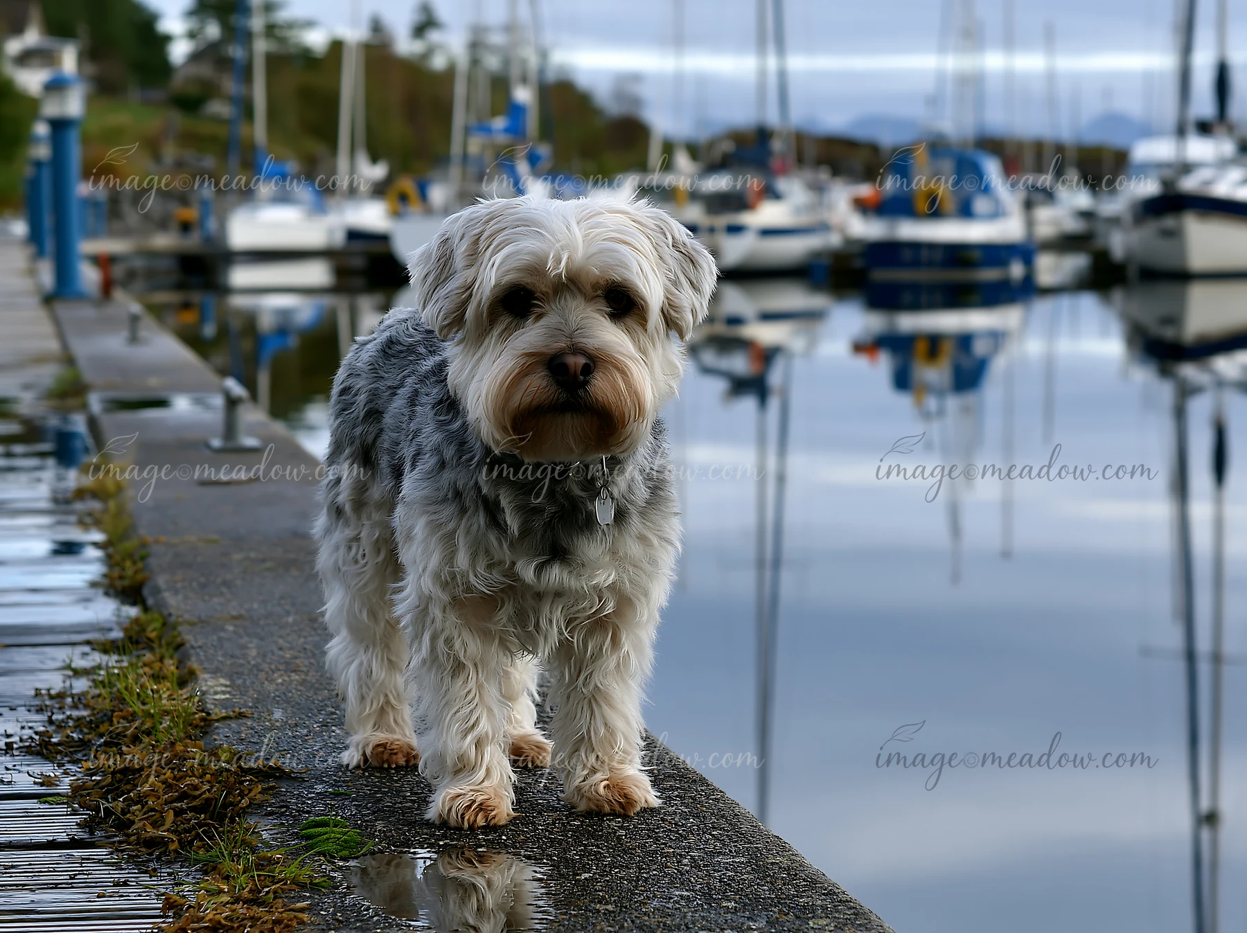 A rare dog breed stands by the water at a marina with boats and reflections nearby.
