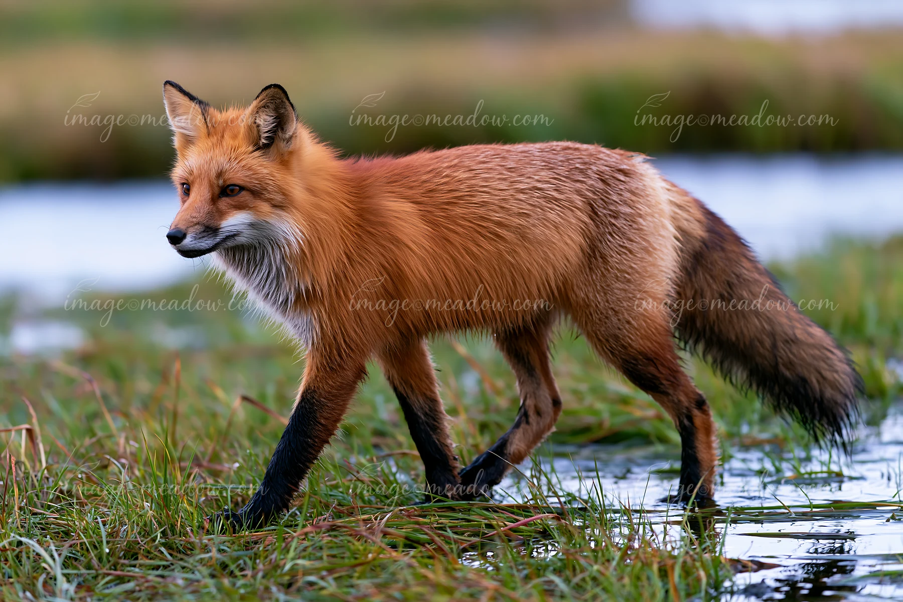 A red fox moves through the tall grass near a coastline with salt marsh.