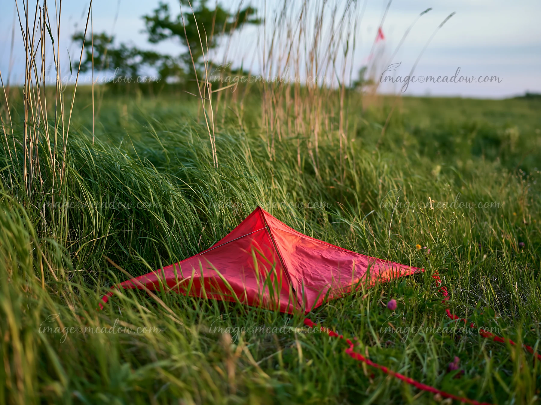 A red kite lies on the grass in a meadow with the wind blowing through meadow grass.