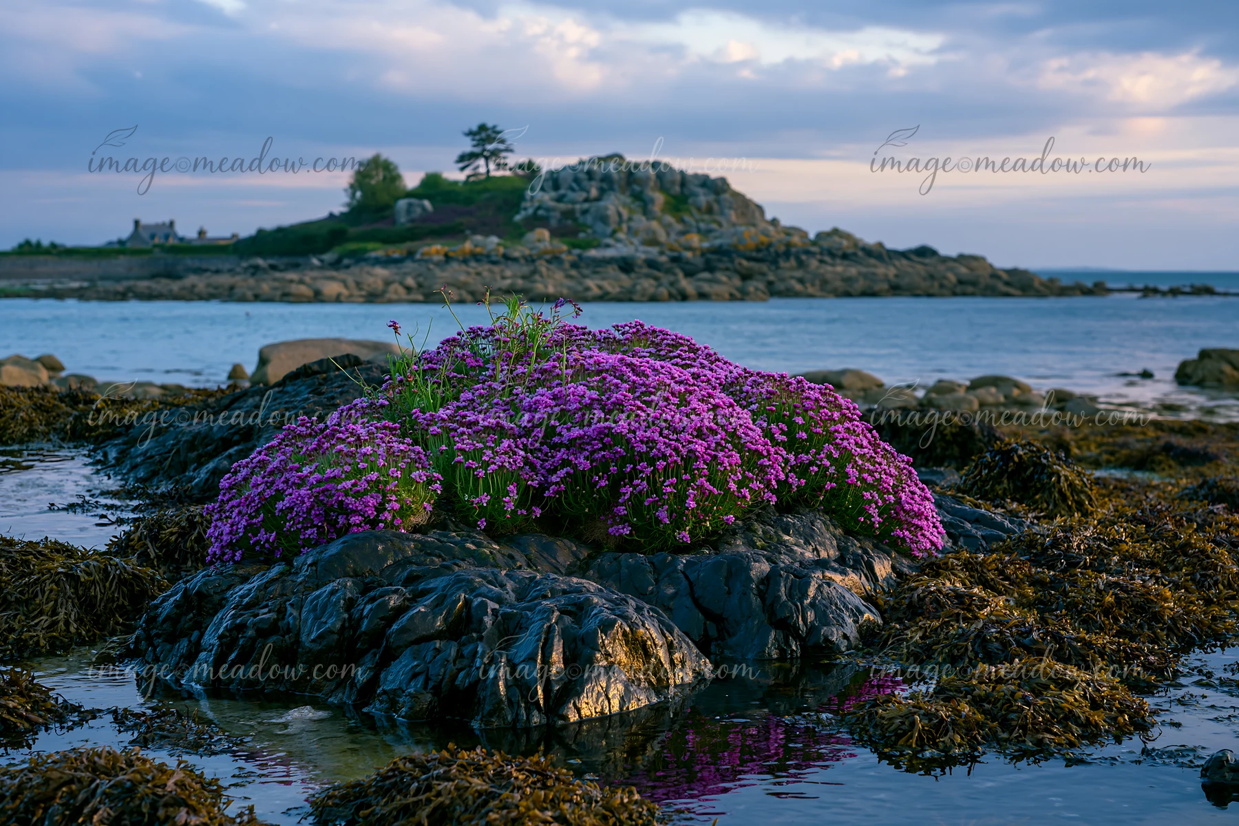 A rocky island surrounded by coastal waters features vibrant sea lavender blooming on the rocks.