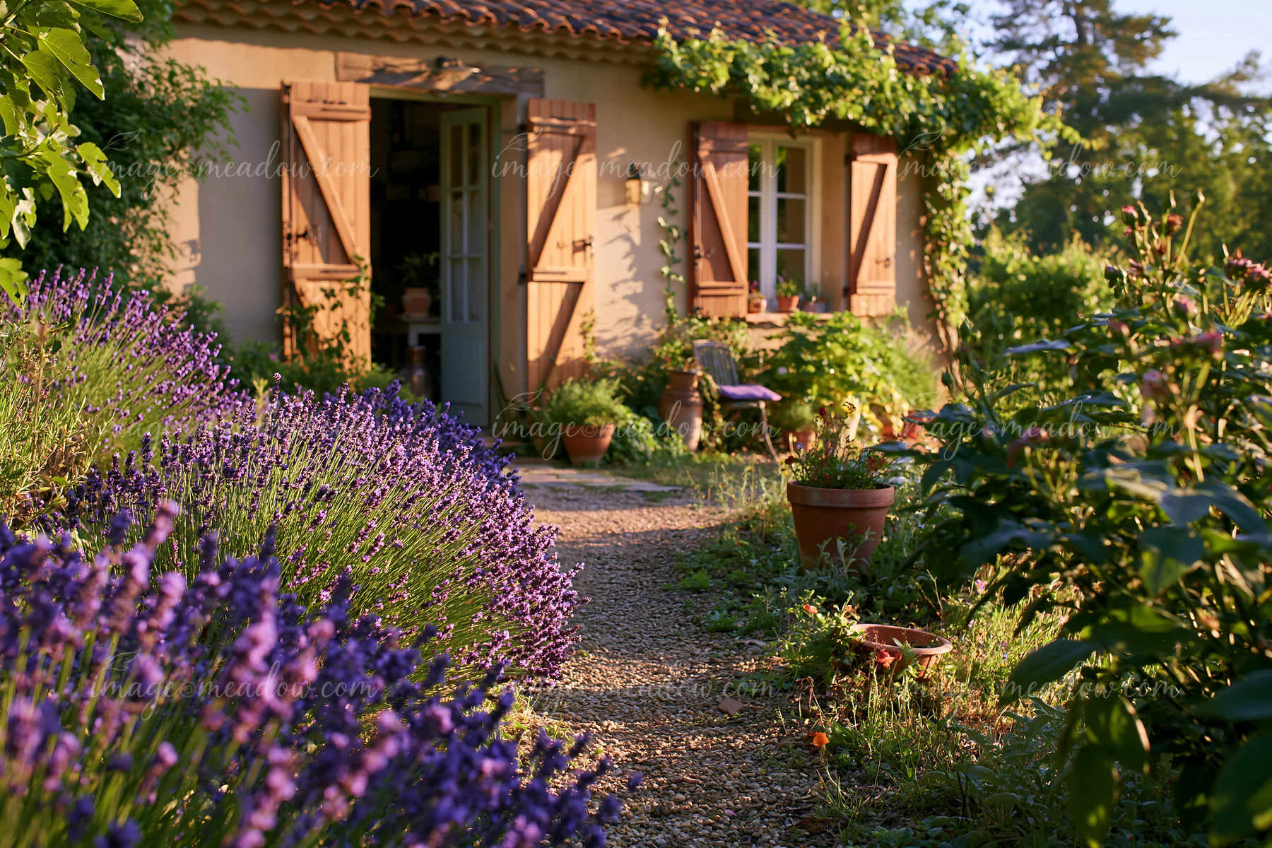A rustic house with wooden shutters stands near a pathway lined with lavender plants.
