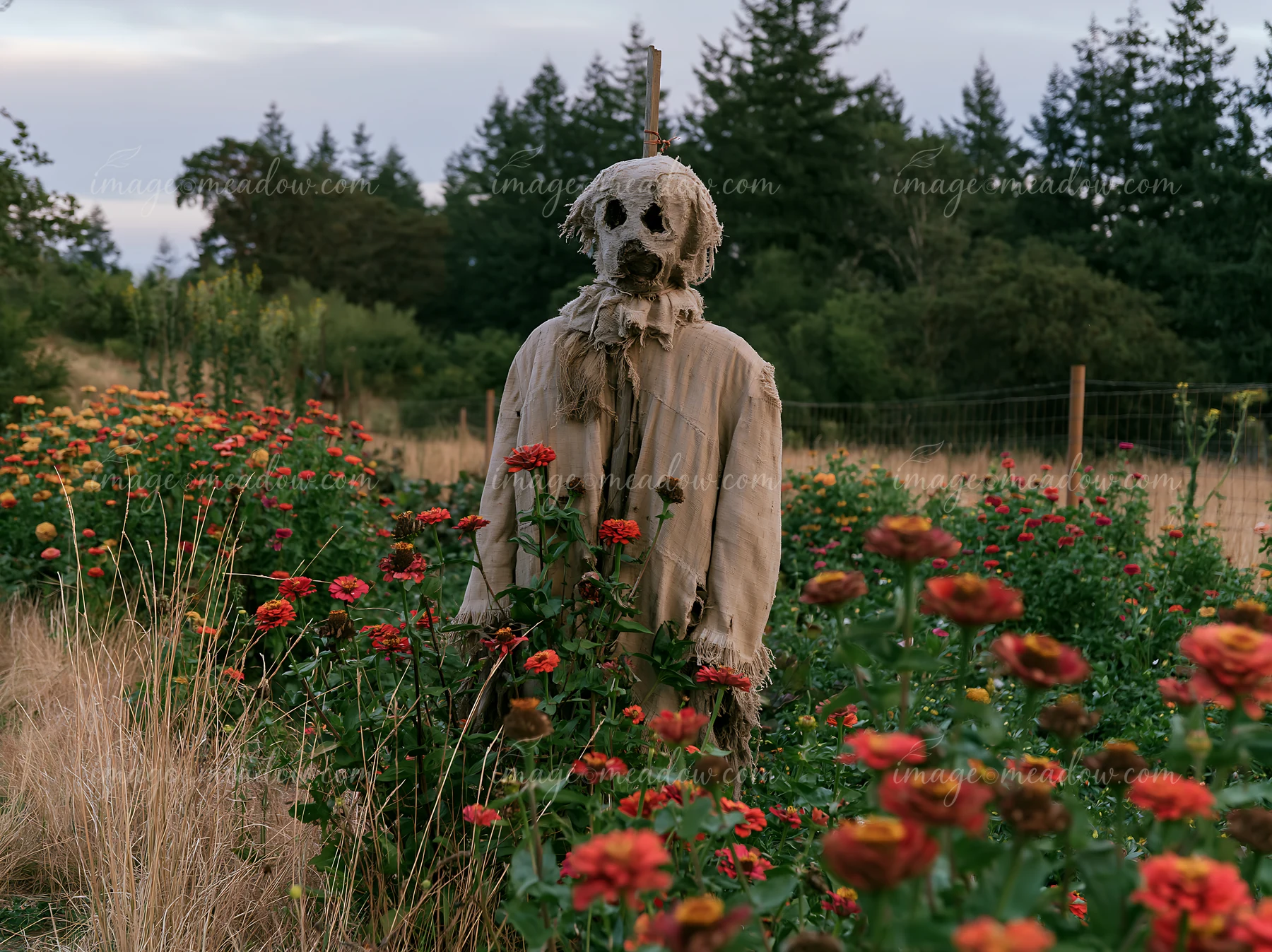 A scarecrow stands in the midst of vibrant wildflowers and tall grass in a rural field.
