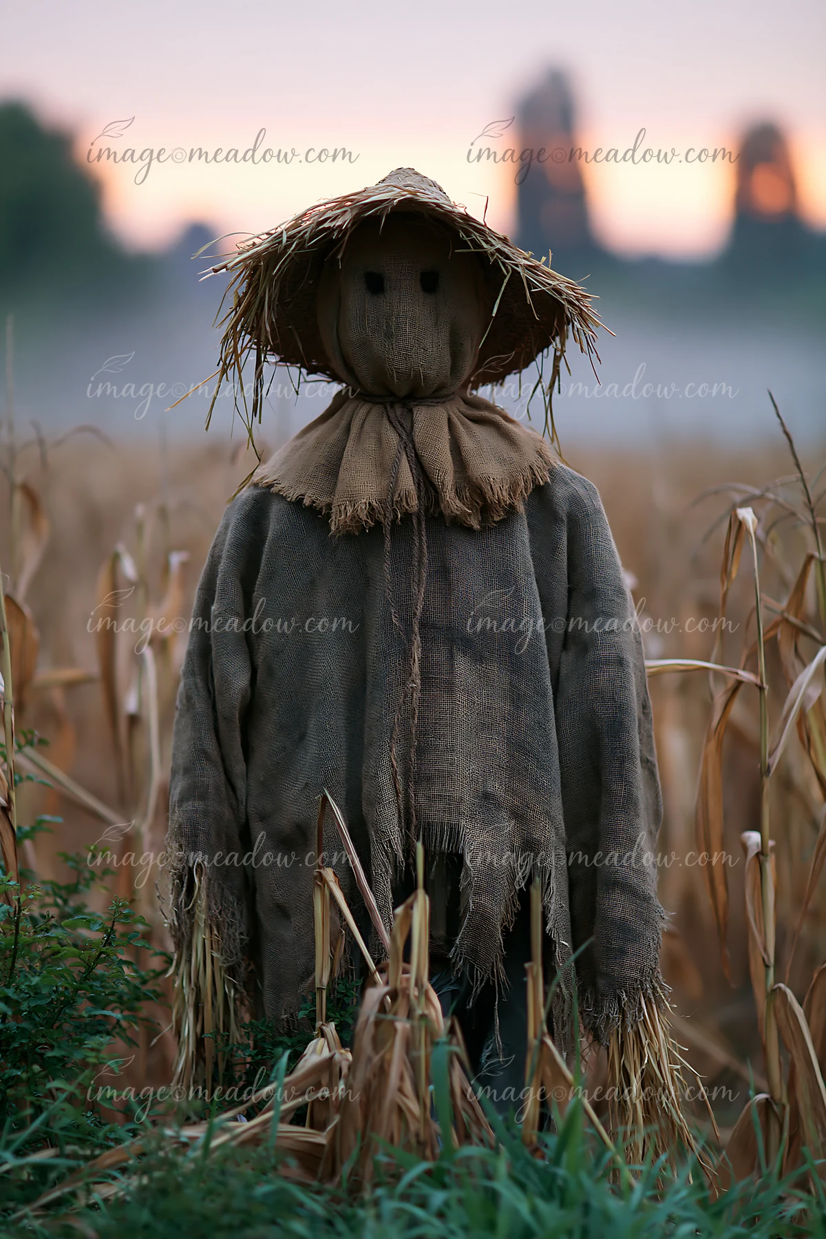 A scarecrow stands tall among the corn stalks with a backdrop of early morning light and fog in a rural setting.