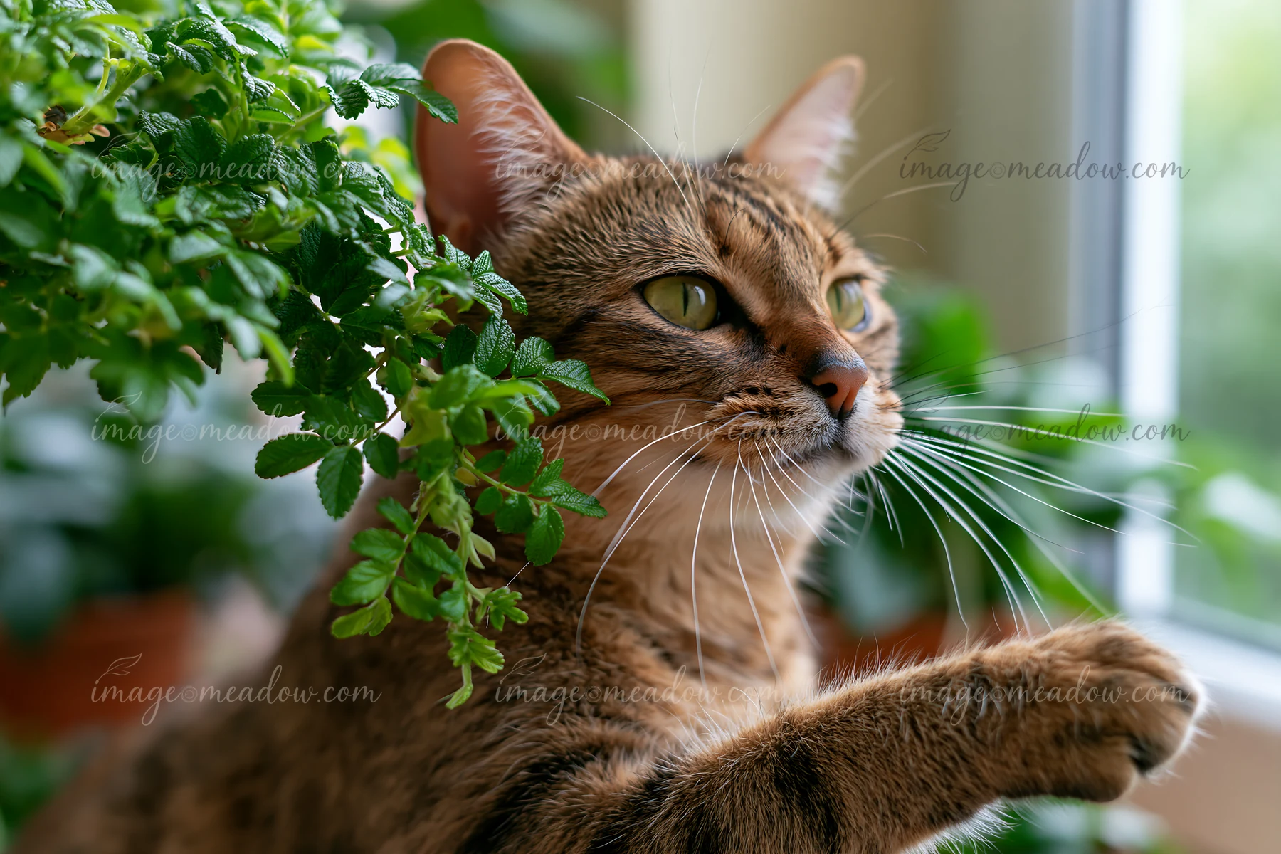 A Serengeti cat interacts with plants in a bright indoor space.