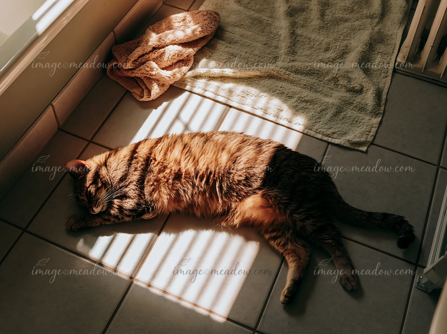 A Serengeti cat rests on a tiled floor, soaking up sunlight that streams through the window.