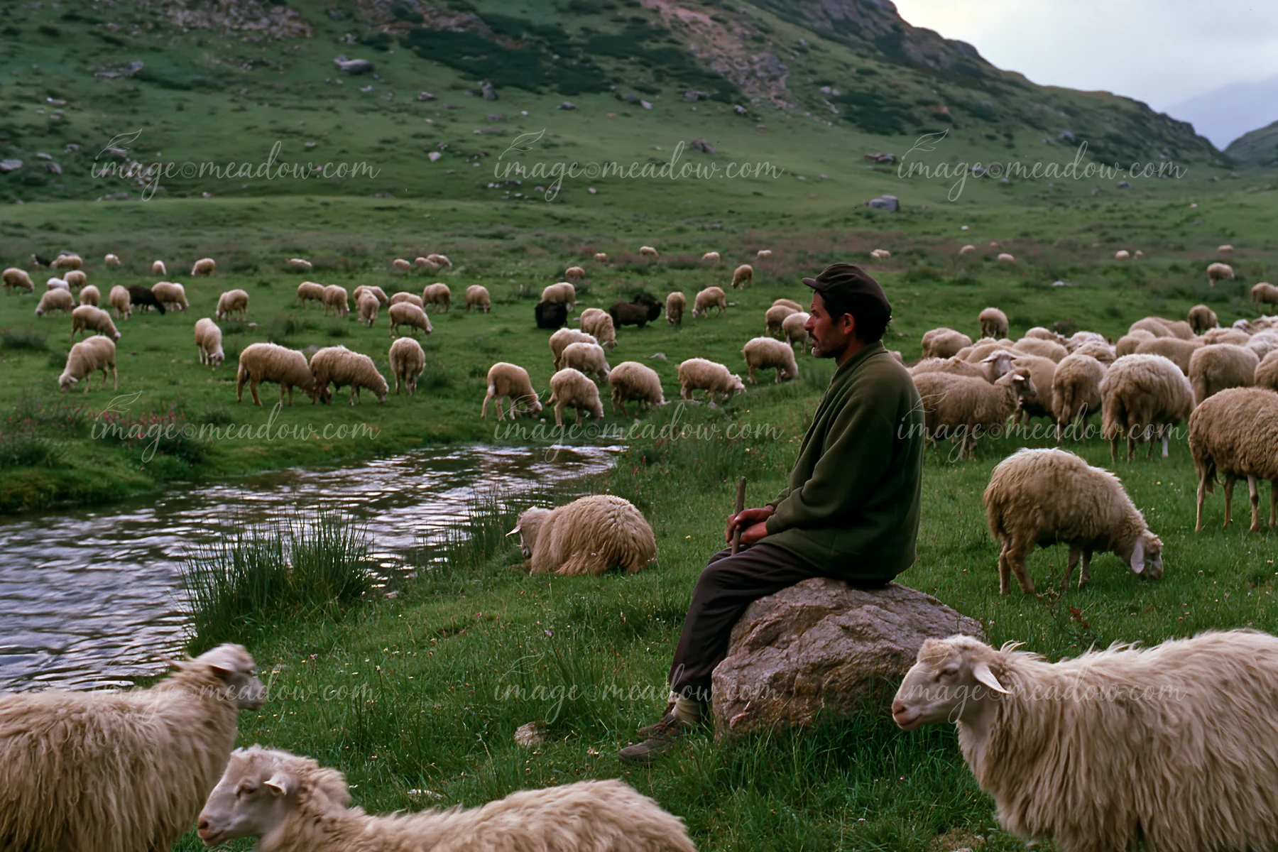 A shepherd sits on a rock near a stream, watching over a flock of sheep grazing in a mountain meadow.