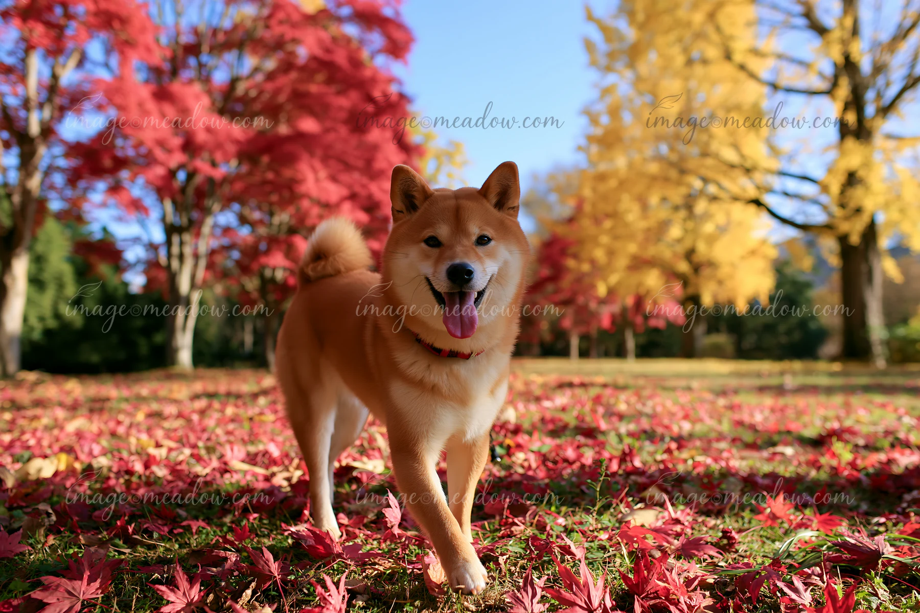 A Shiba Inu dog walking in autumn park surrounded by vibrant leaves.