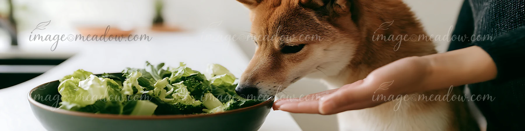 A shiba inu is looking at a bowl of fresh vegetables while a hand holds out food in a kitchen.