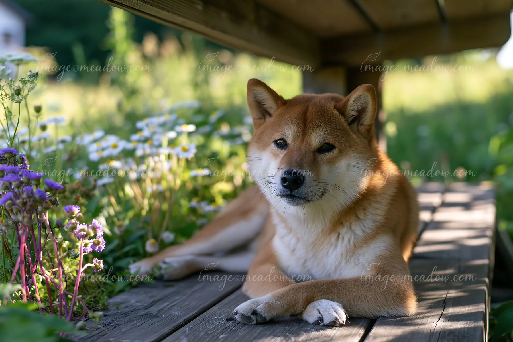 A Shiba Inu rests comfortably under a wooden structure surrounded by a vibrant meadow filled with flowers.