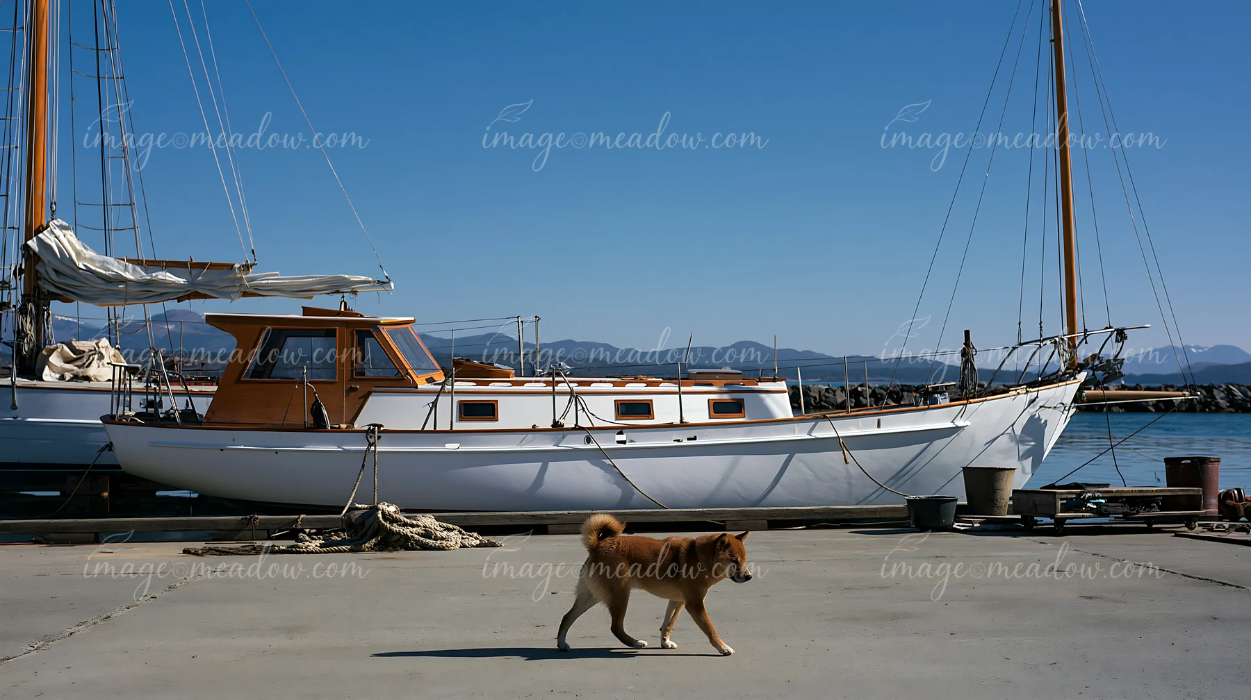 A shiba inu walks near a sailboat docked at the marina under a clear blue sky.