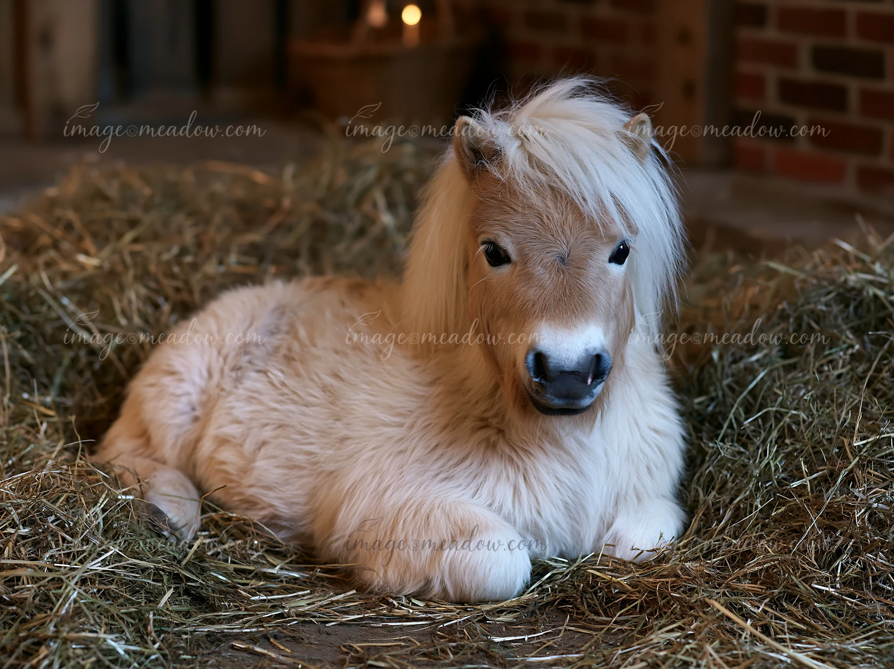 A small horse is resting comfortably on a bedding of straw in a barn environment.